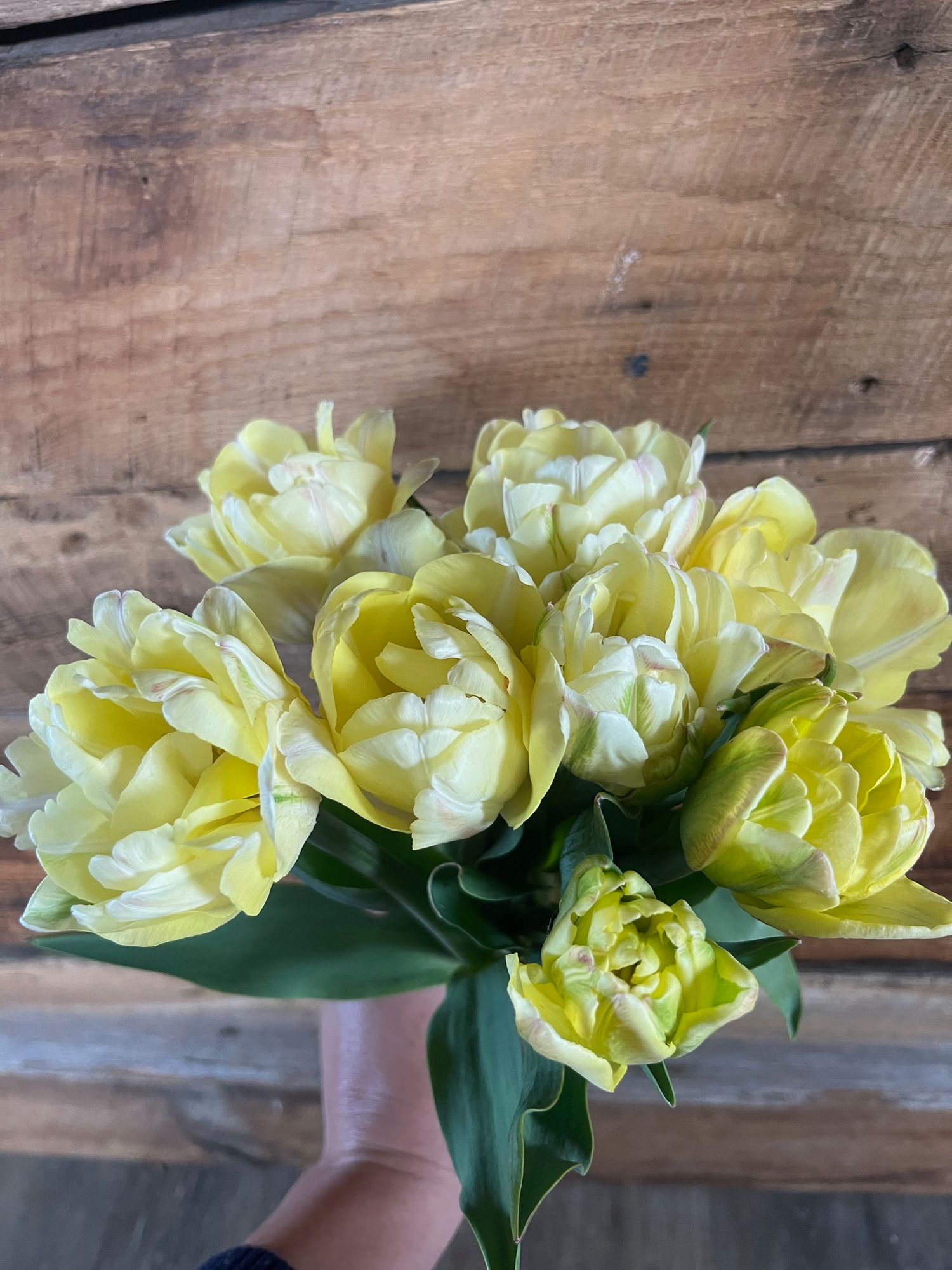 TULIPA Foxy Foxtrot