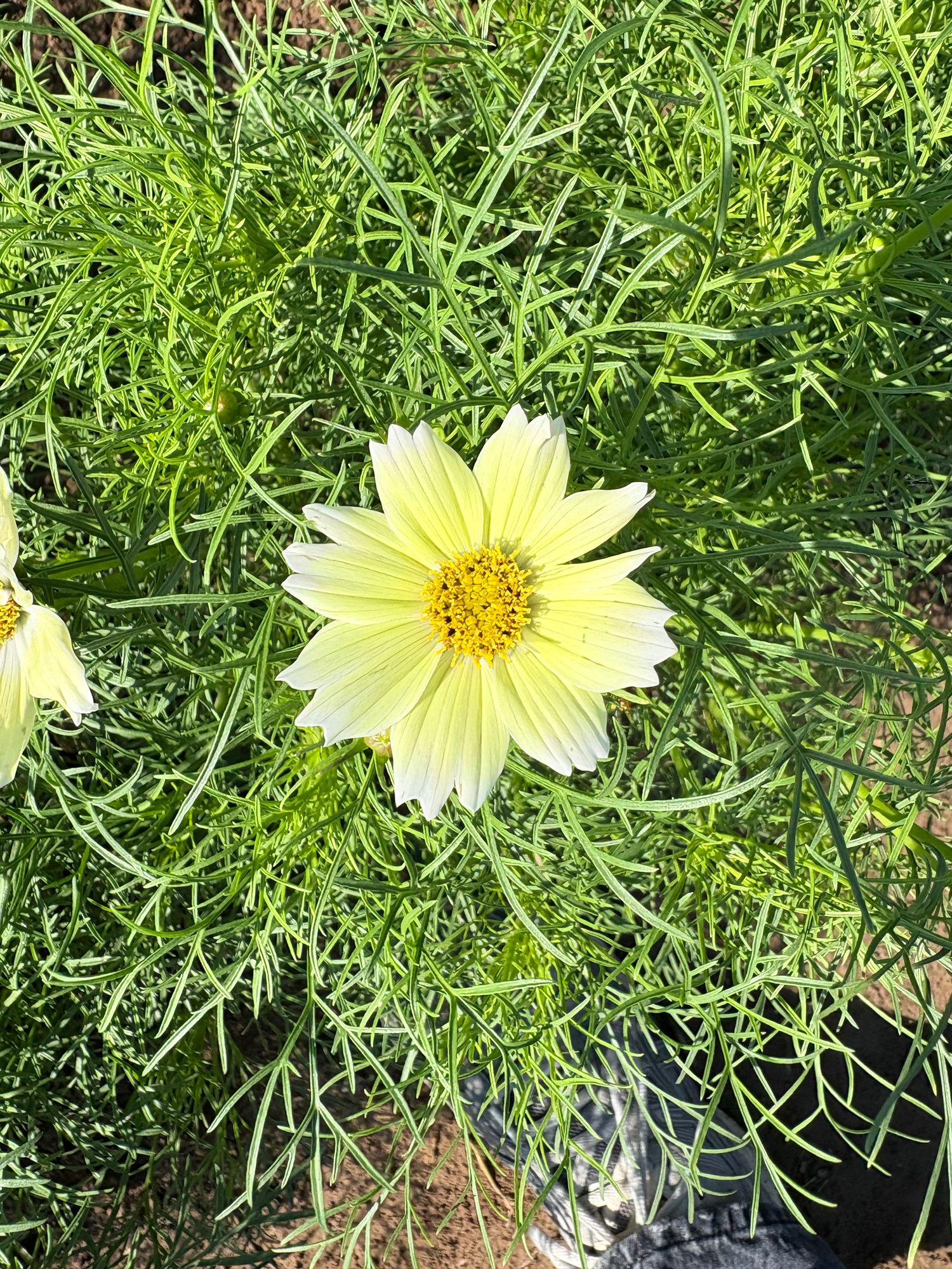 COSMOS bipinnatus Lemonade