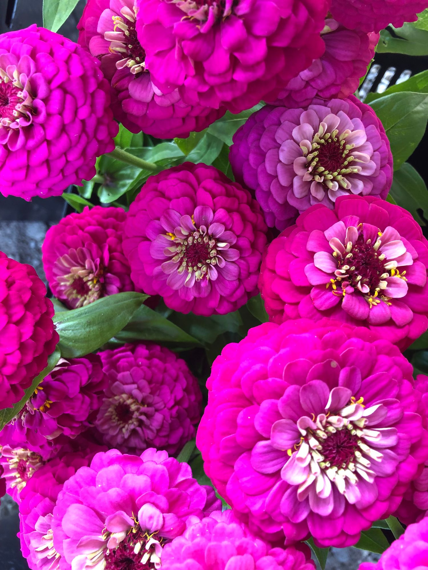 ZINNIA elegans Oklahoma Carmine Rose