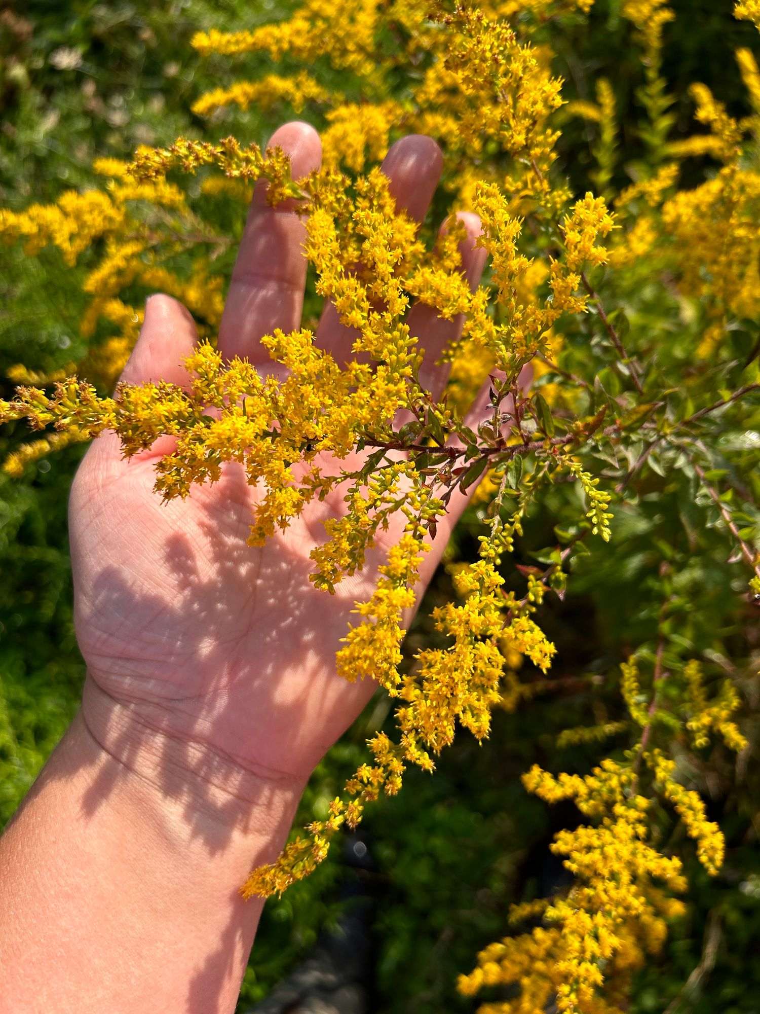 SOLIDAGO