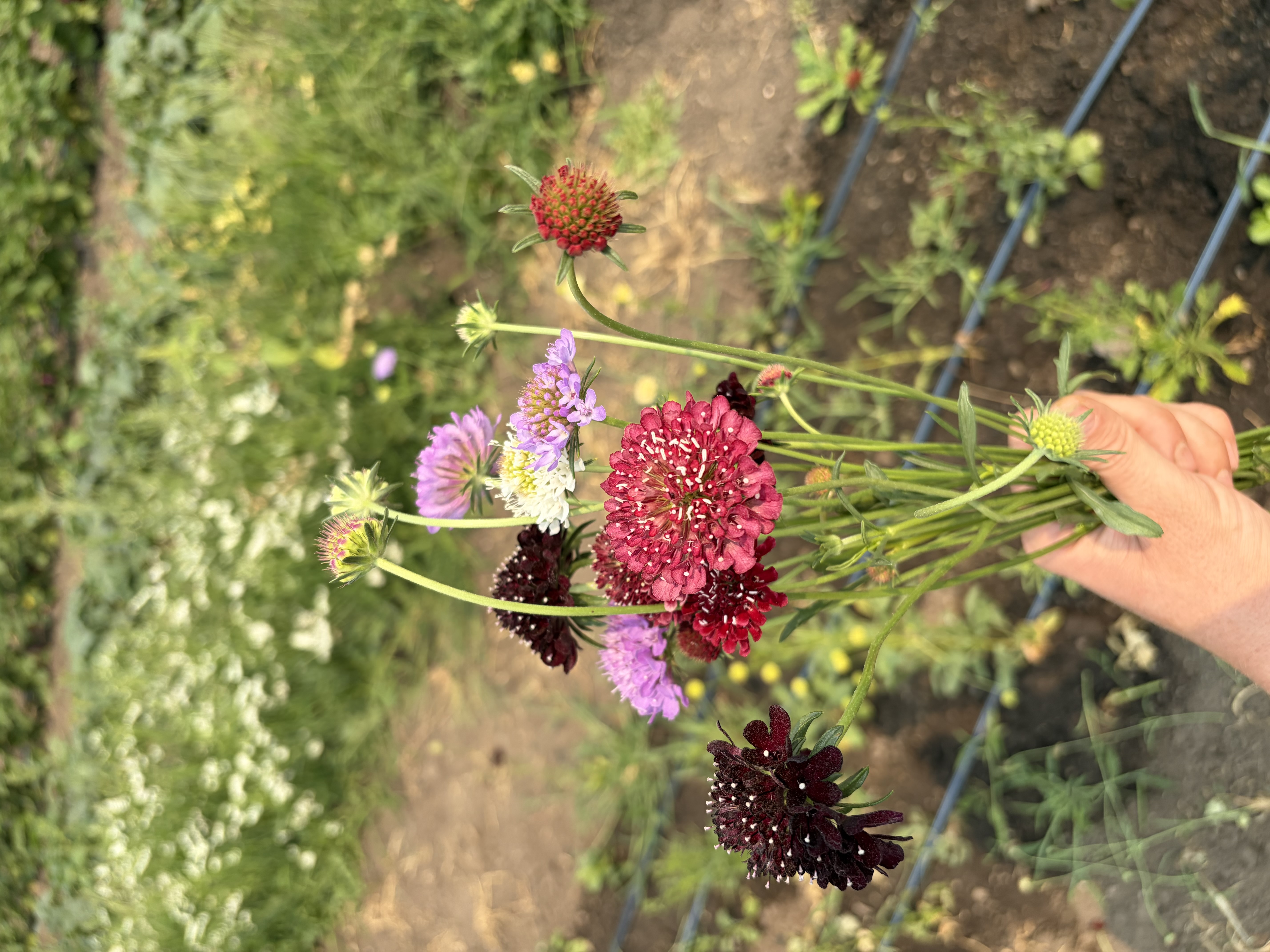 SCABIOSA caucasica