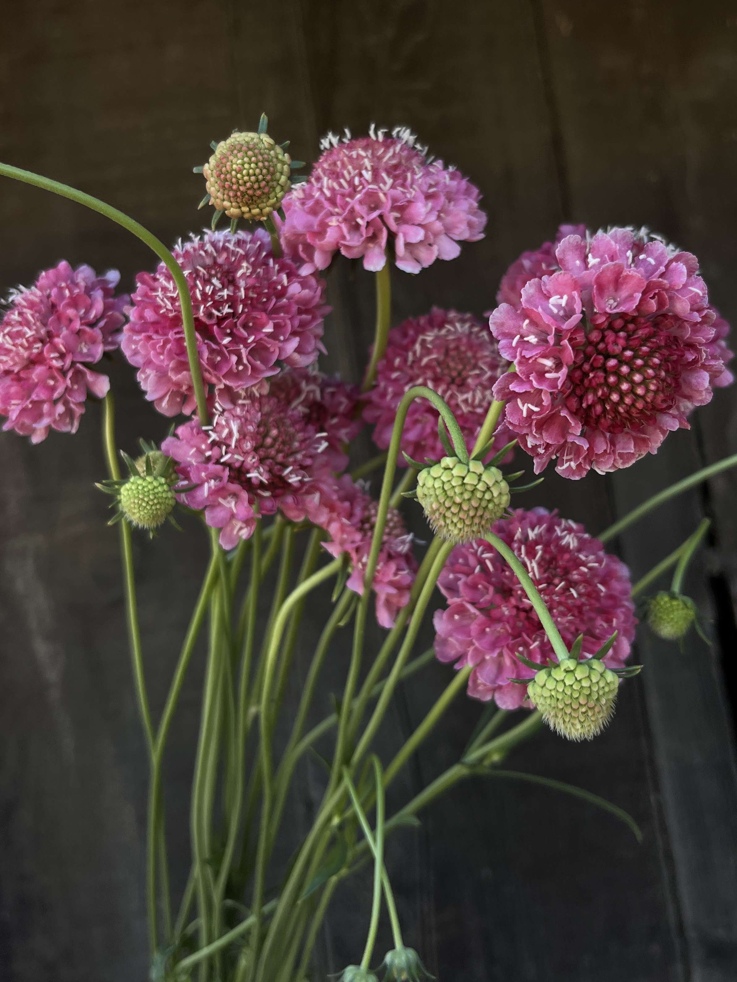 SCABIOSA atropurpurea Salmon Queen