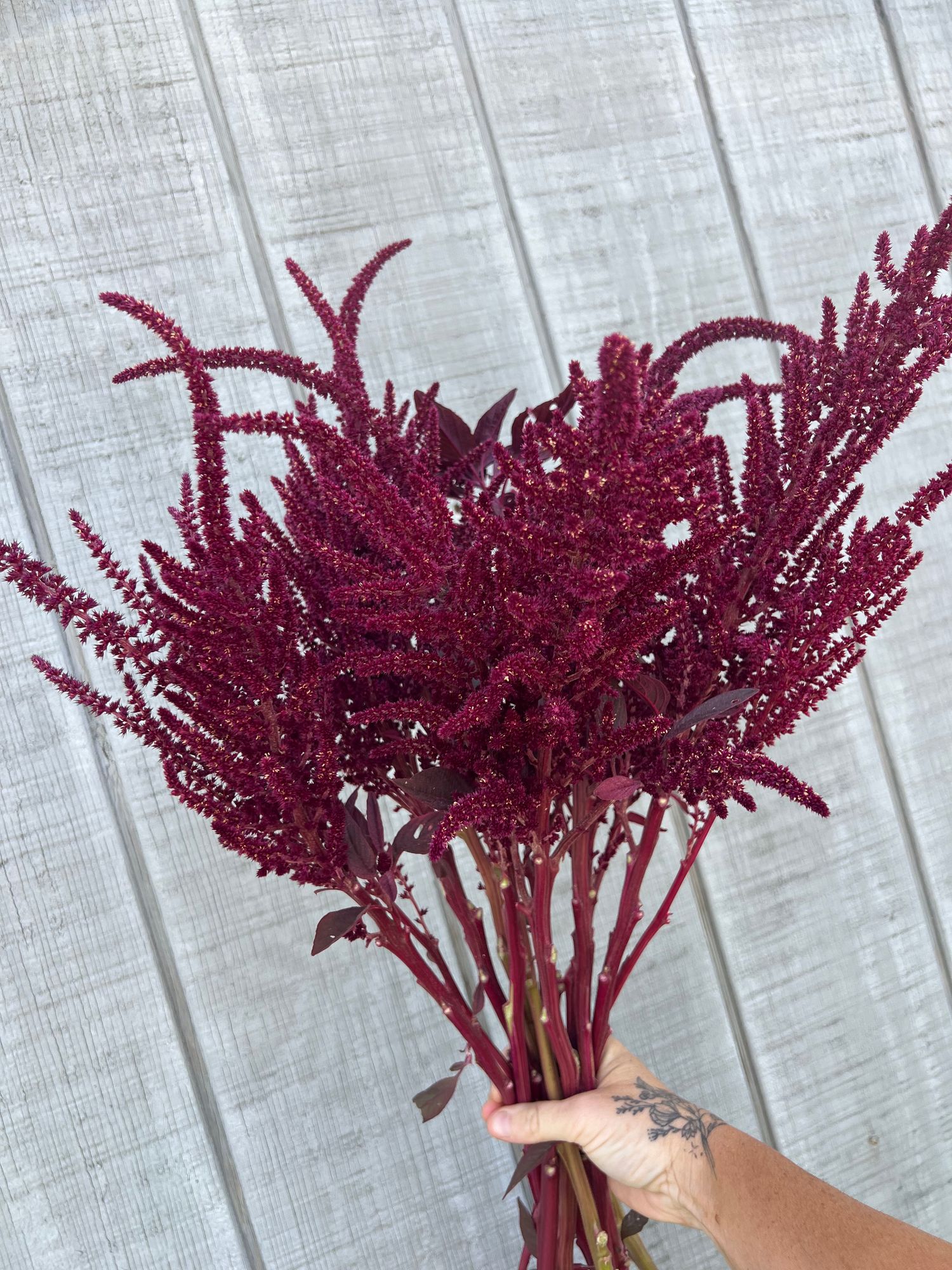 AMARANTHUS cruentus Velvet Curtains