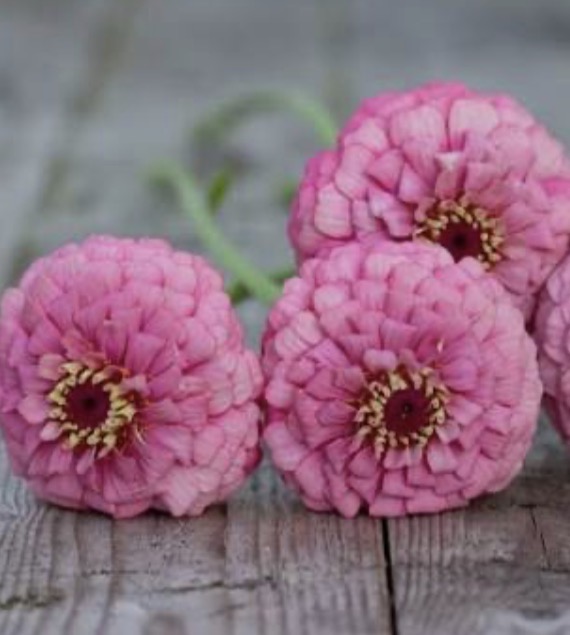 ZINNIA elegans Oklahoma Pink