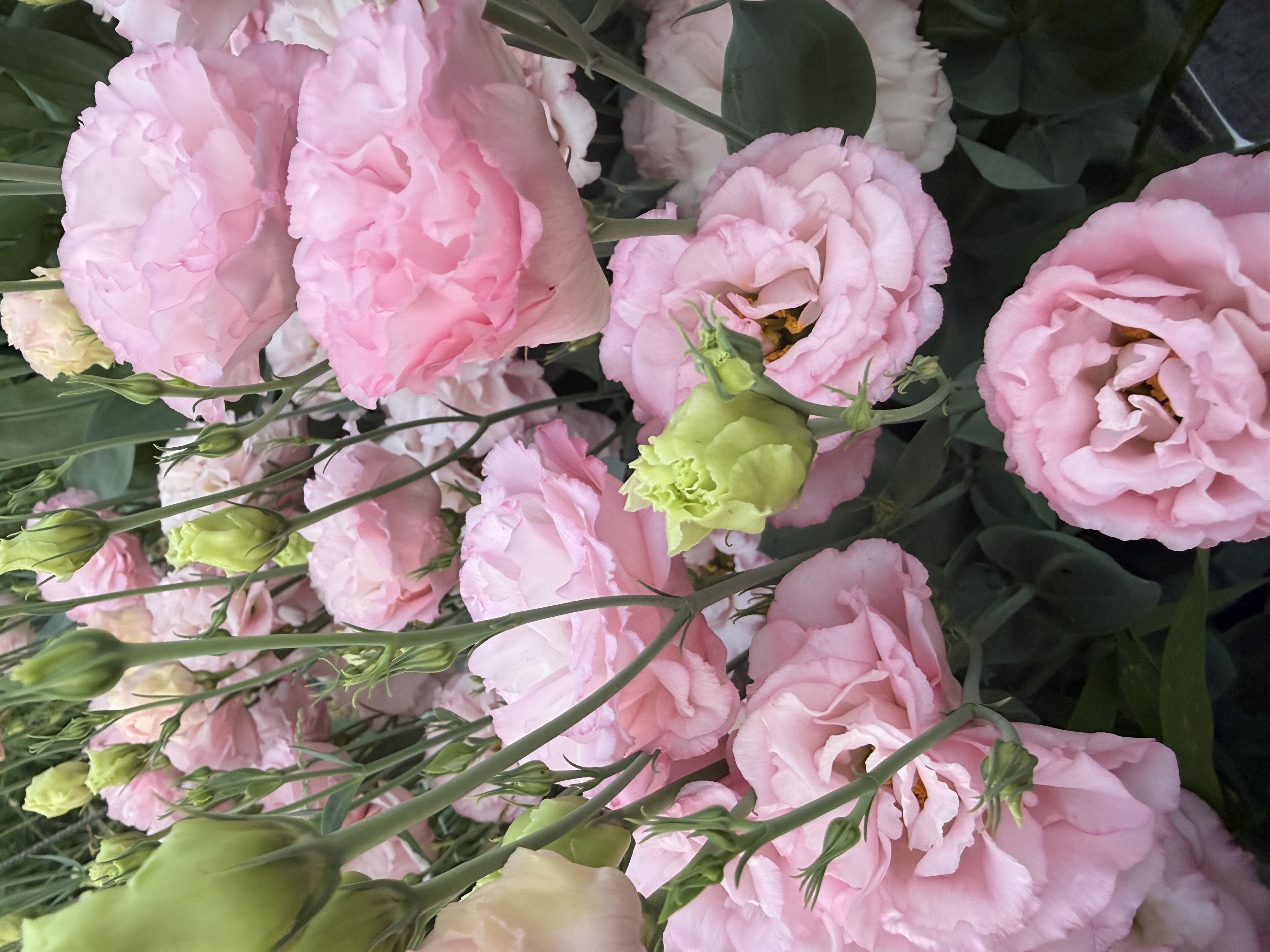 EUSTOMA grandiflorum Celeb Sakura Pink