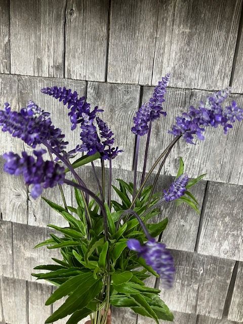 SALVIA farinacea Victoria Blue