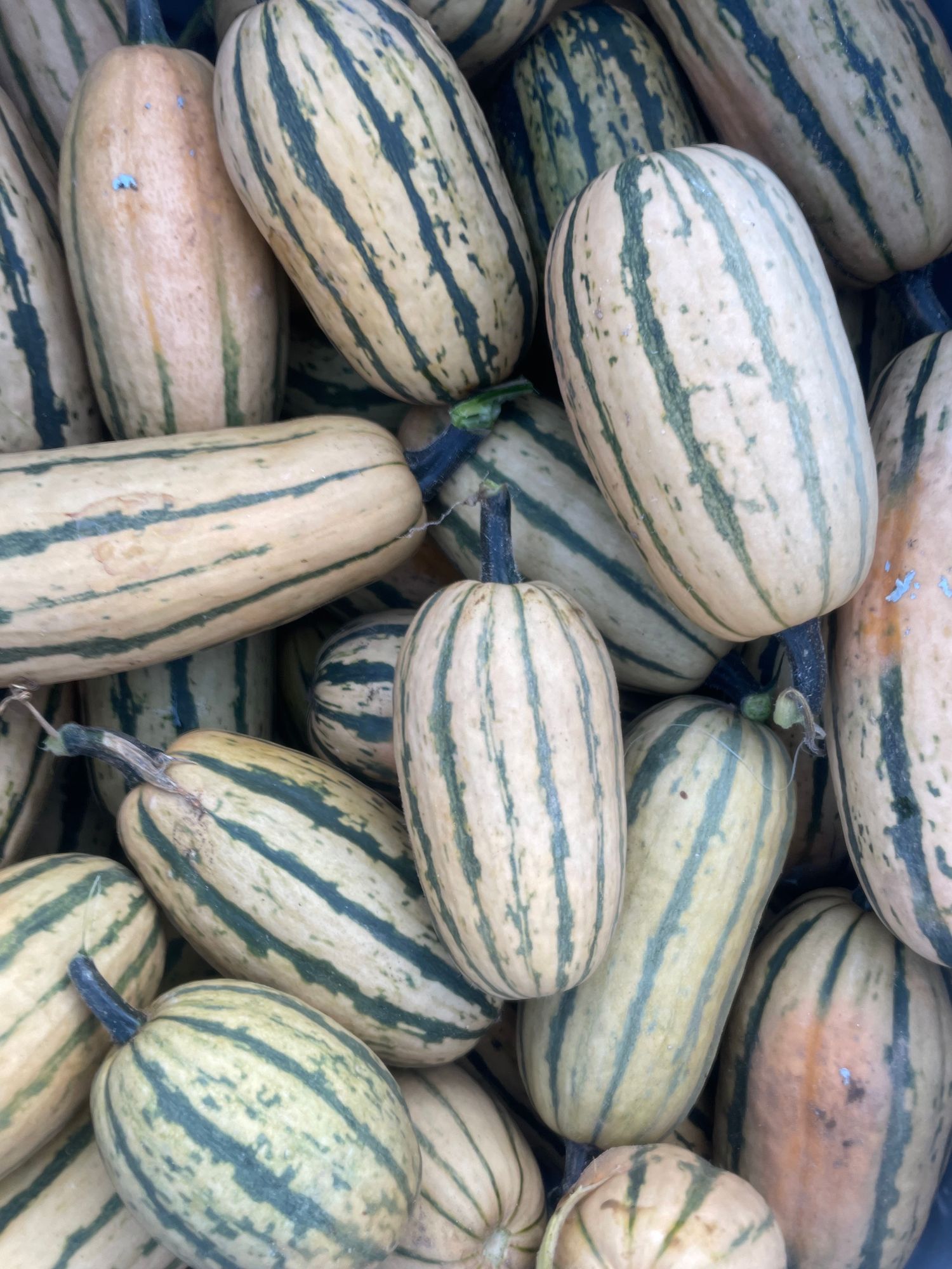 Honeyboat Delicata Squash