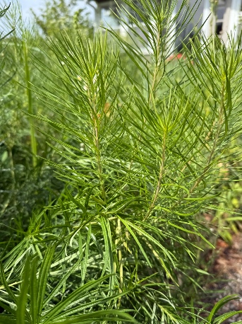 AMSONIA hubrichtii