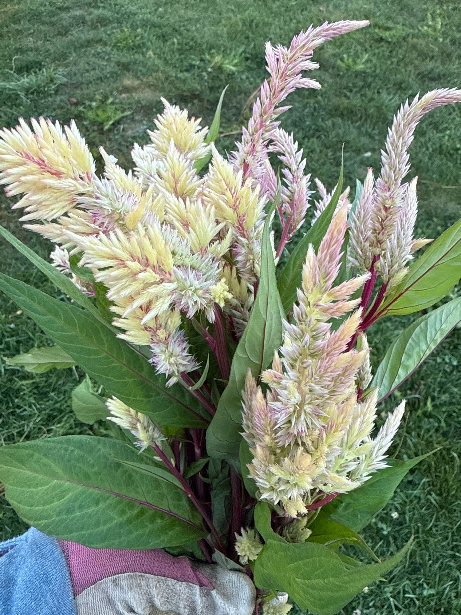 CELOSIA argentea var. plumosa Rose Gold