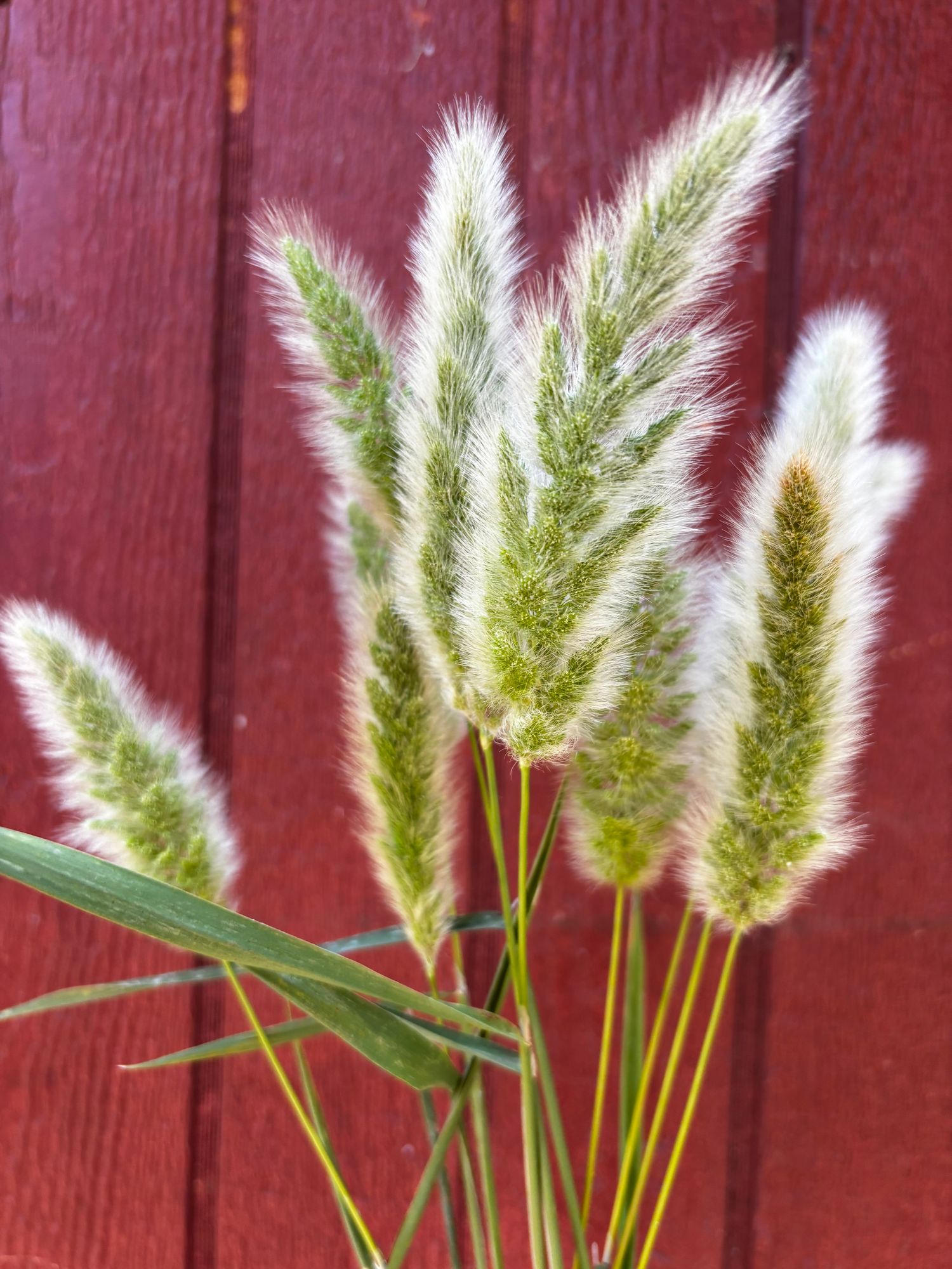 POLYPOGON monspeliensis