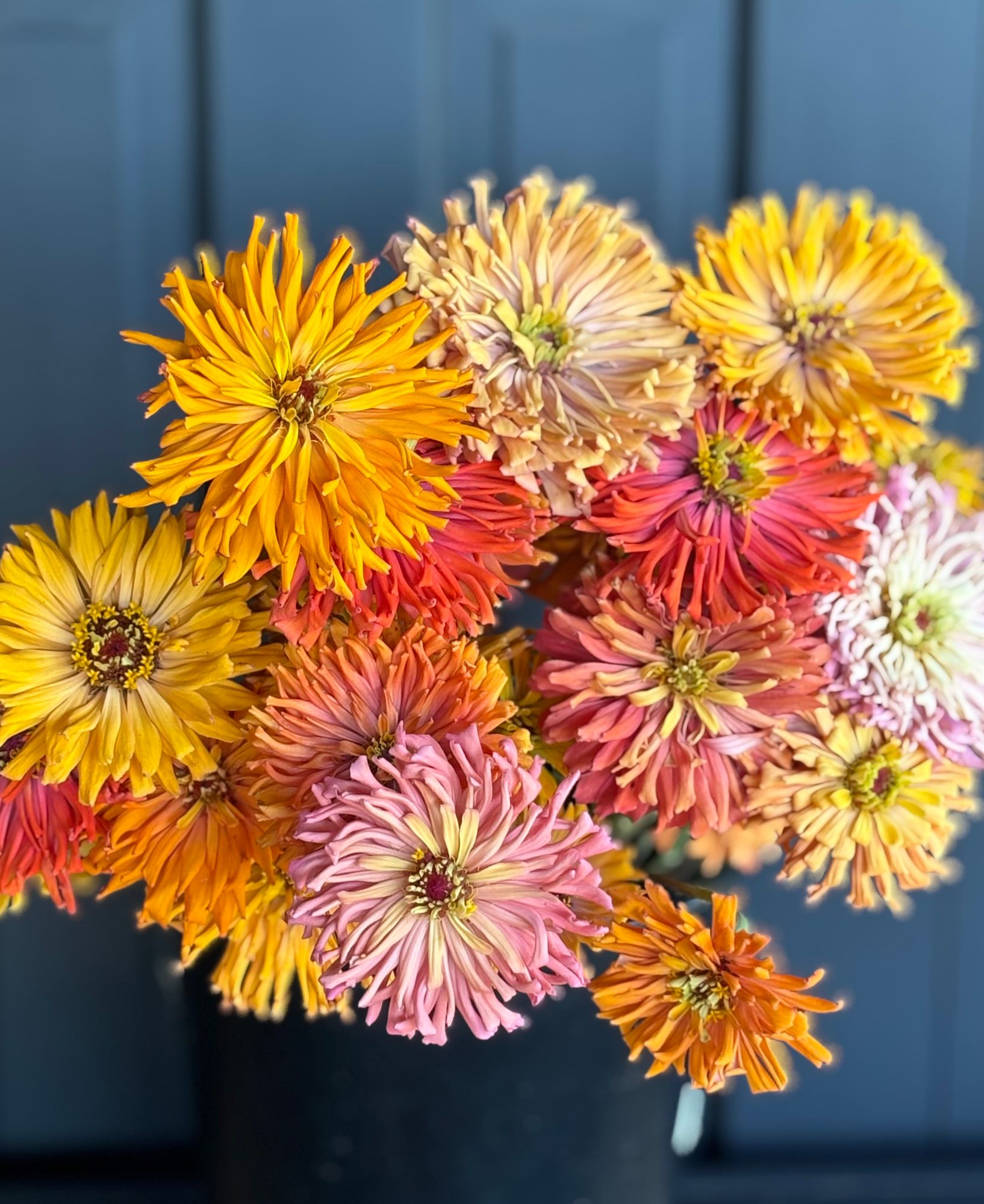 ZINNIA elegans Agave