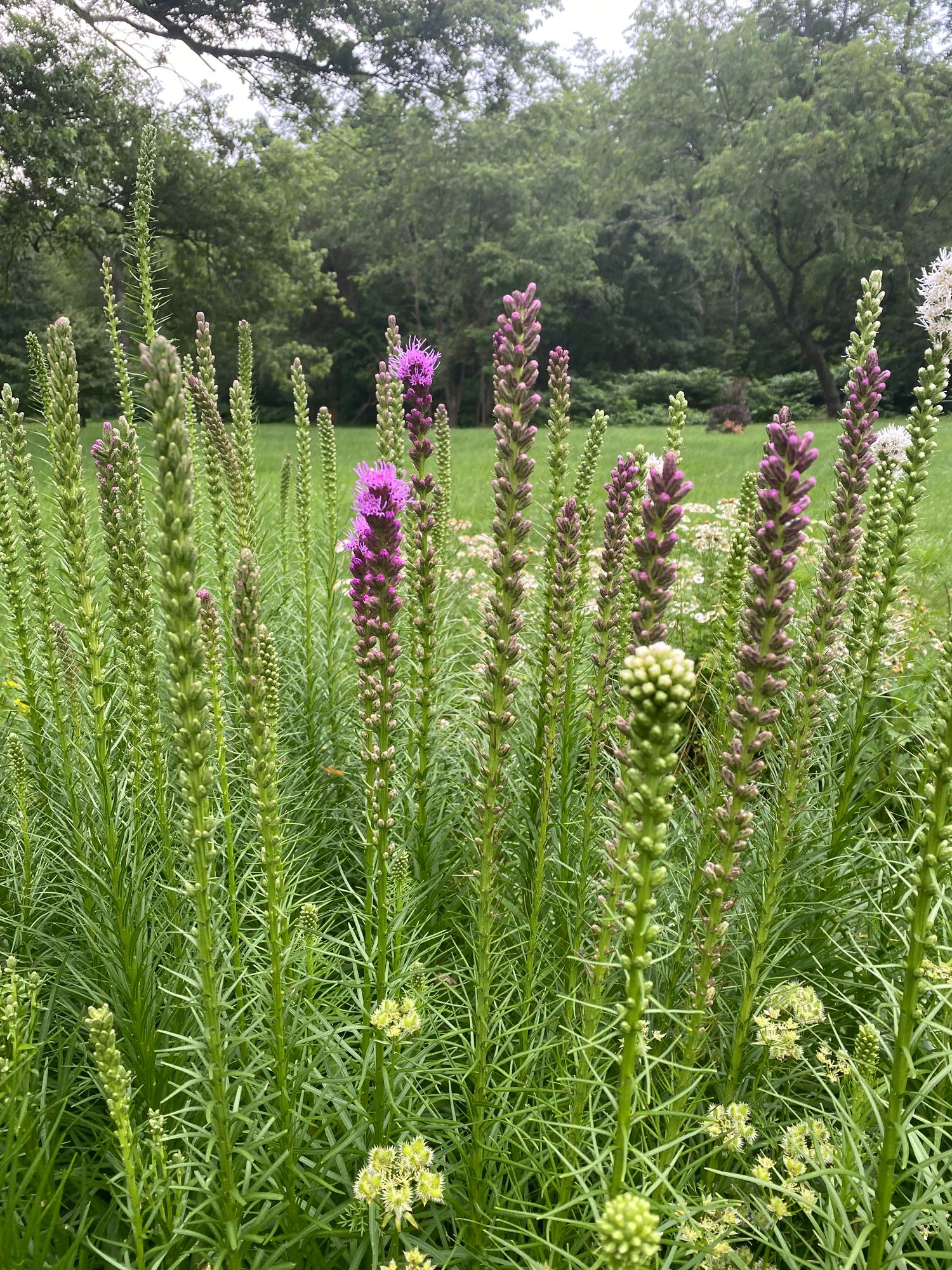 LIATRIS aspera