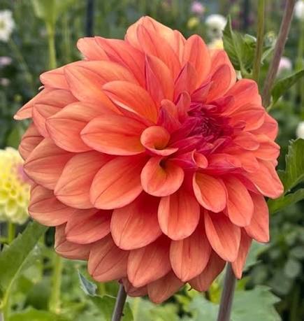 DAHLIA