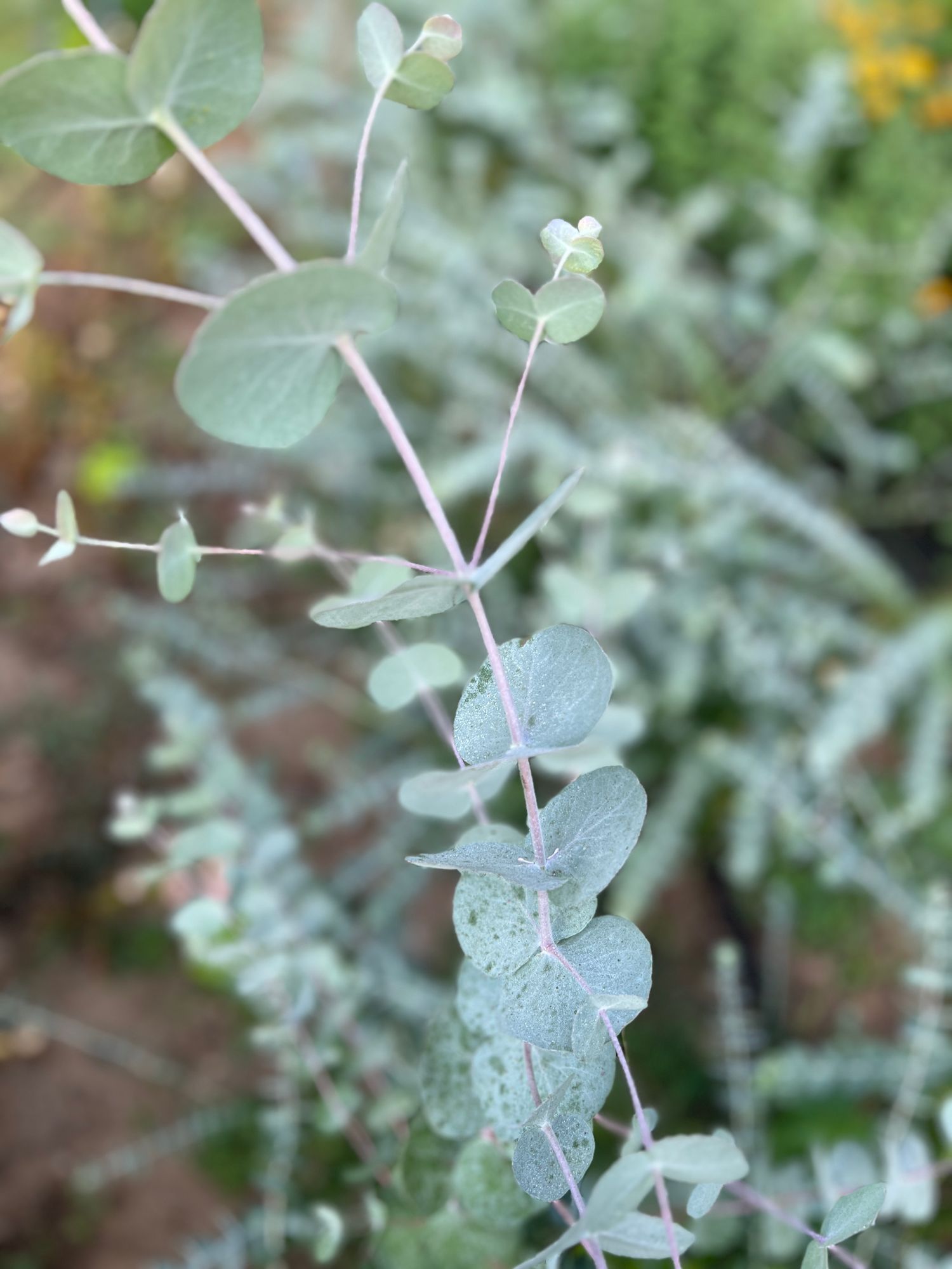 EUCALYPTUS pulverulenta Baby Dwarf Florist Blue