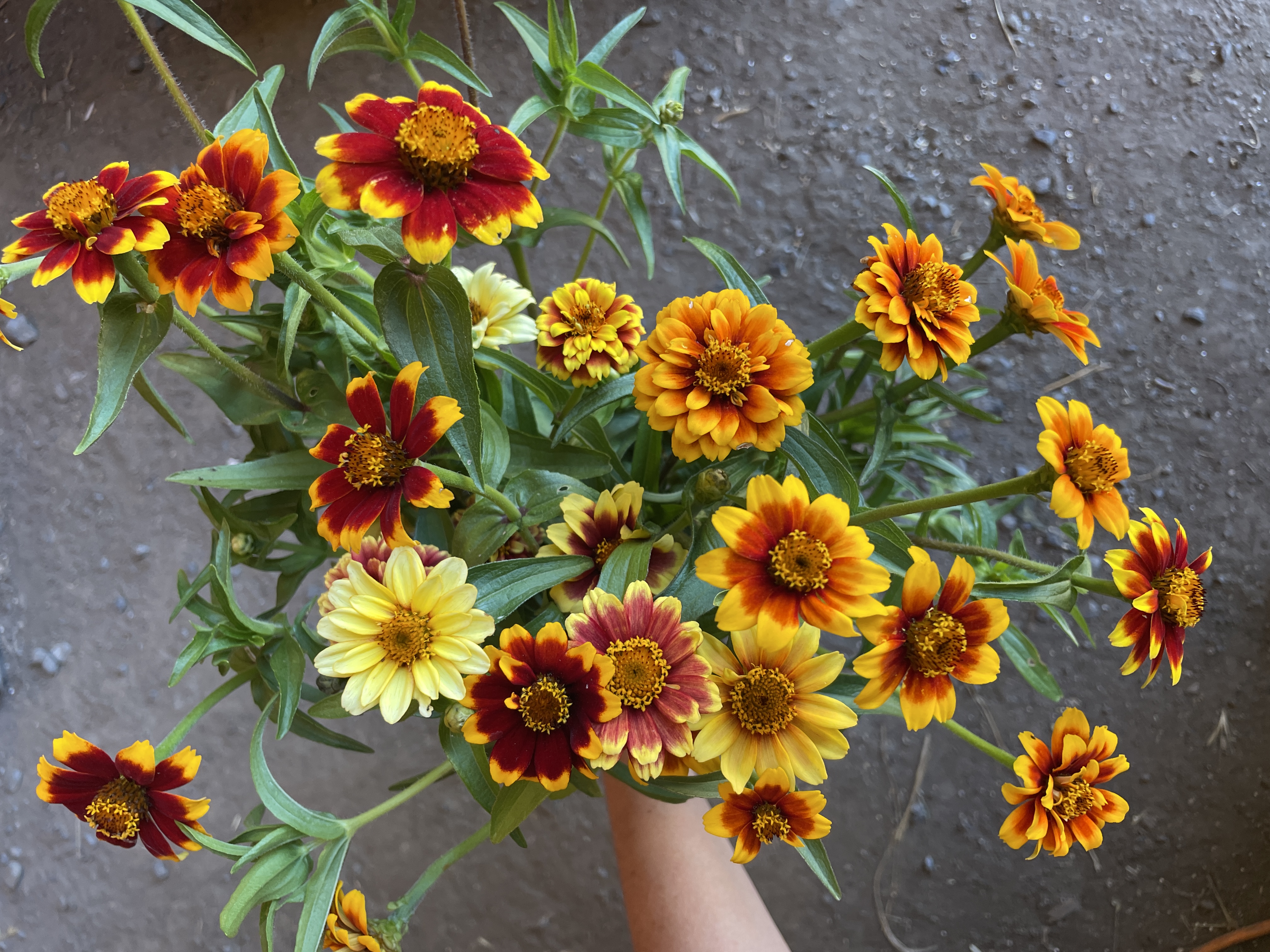 ZINNIA haageana Persian Carpet