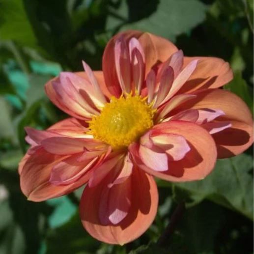 Potted Dahlia Plants - Giggles