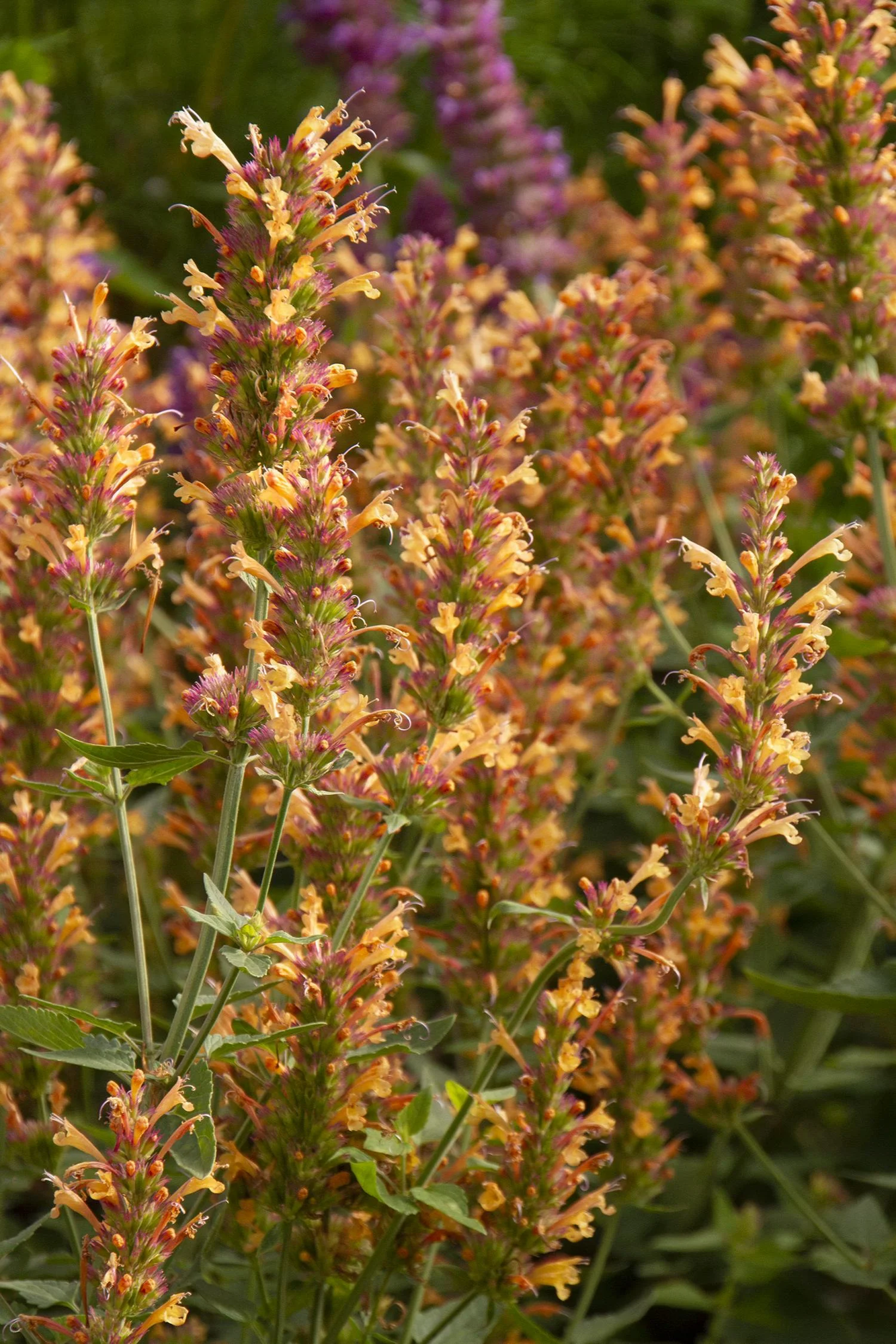 AGASTACHE aurantiaca