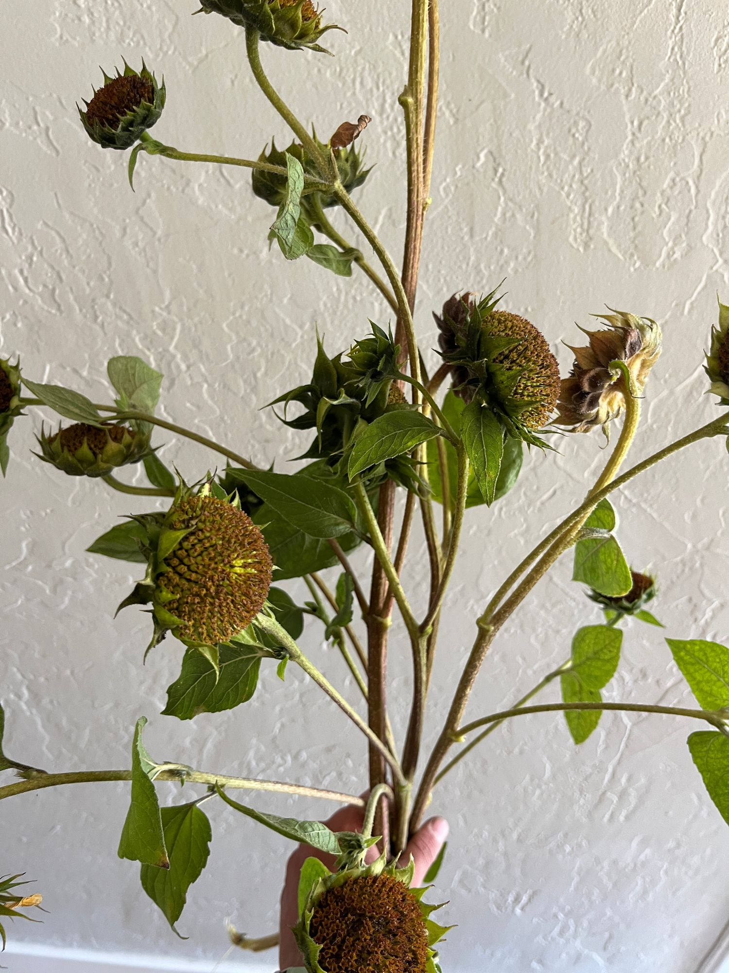 HELIANTHUS annuus