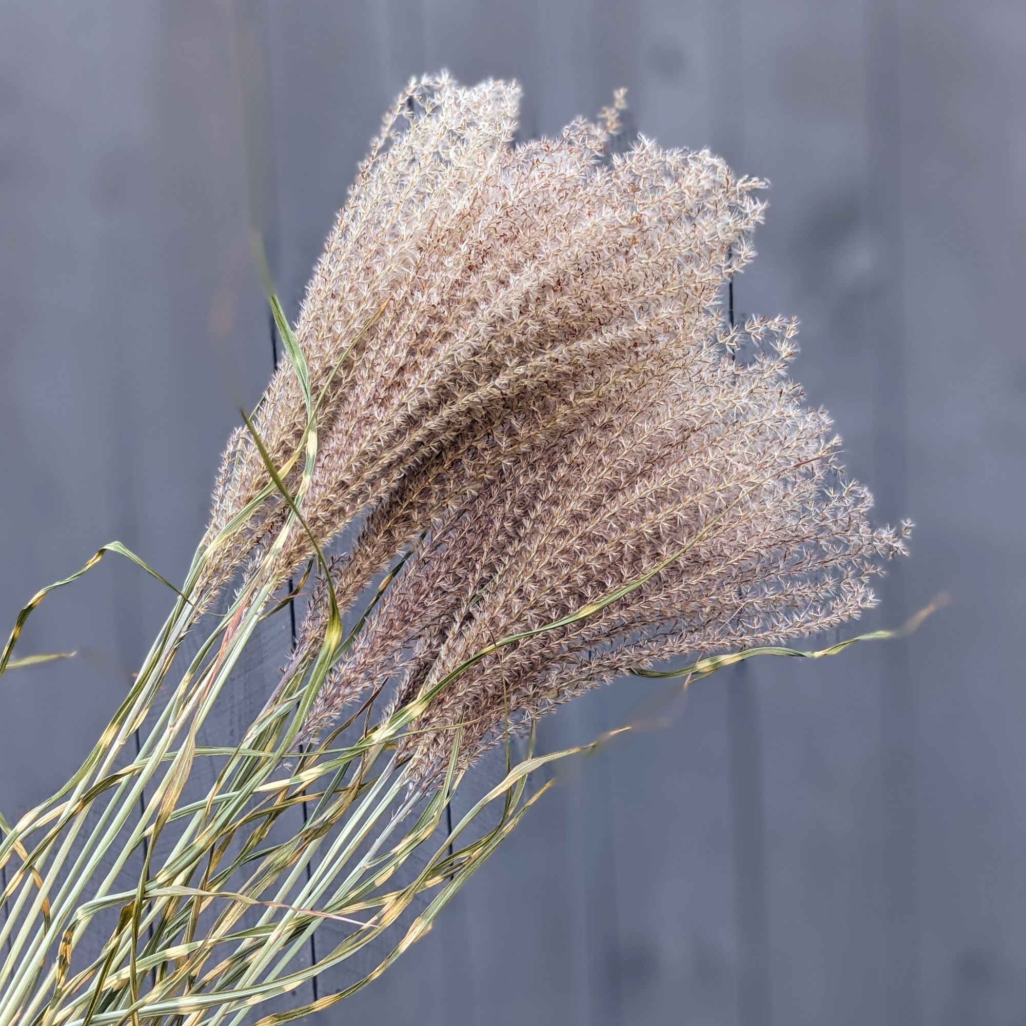 MISCANTHUS sinensis zebrinus