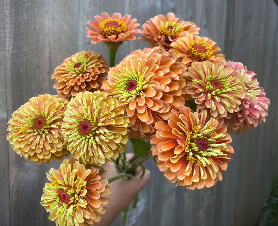 ZINNIA elegans Queeny Series