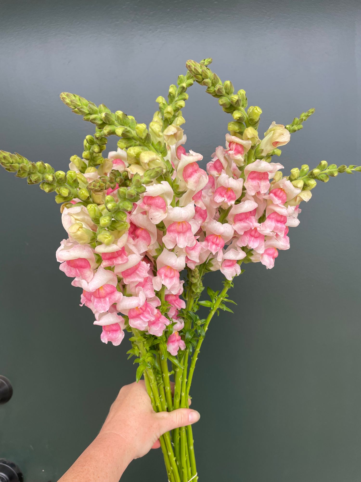 ANTIRRHINUM majus Potomac Appleblossom
