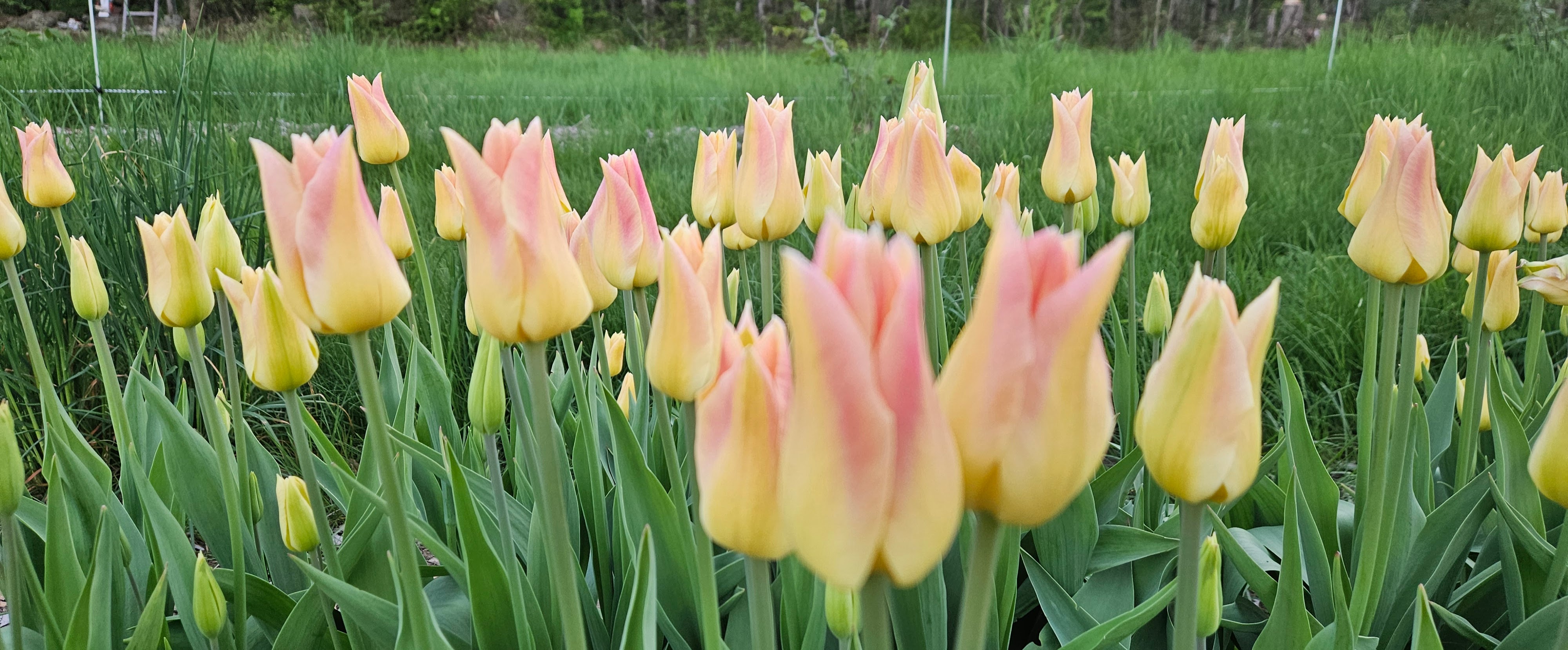 Second Growth Farm Banner