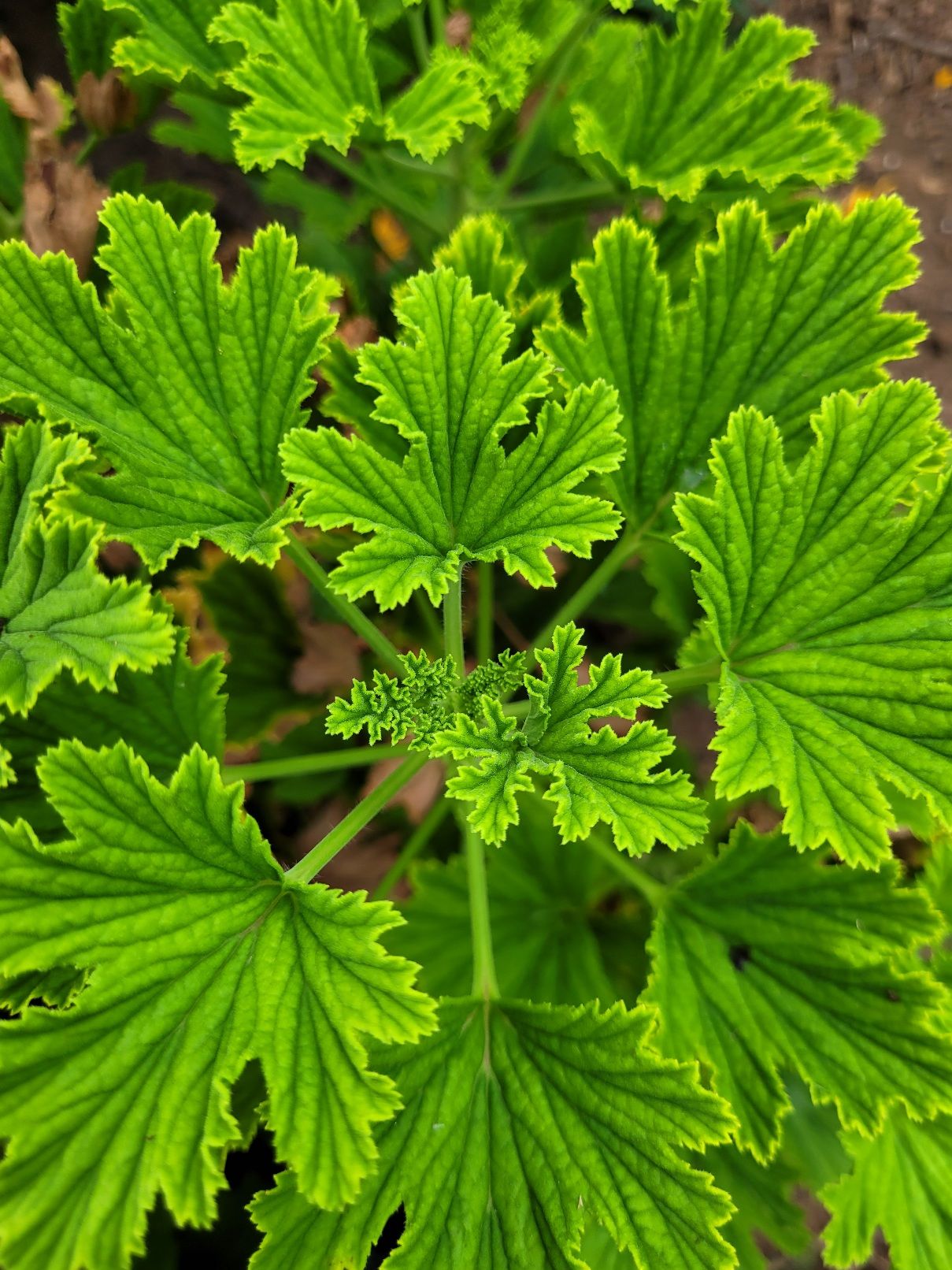PELARGONIUM graveolens