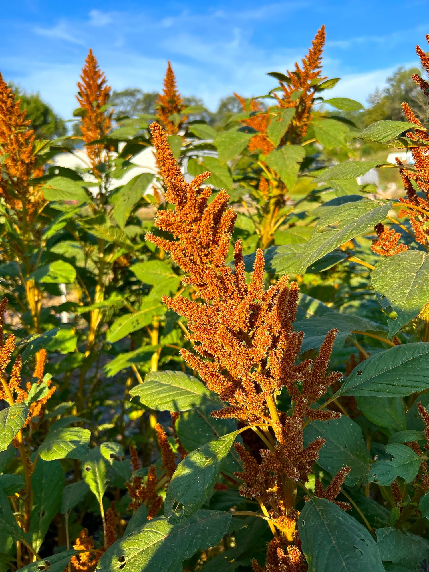 AMARANTHUS