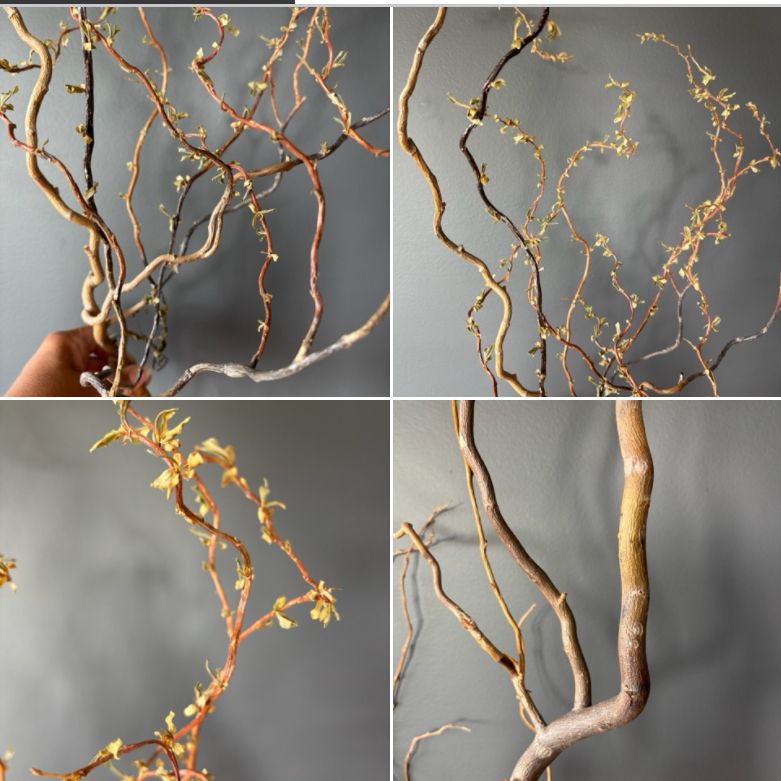 SALIX matsudana var. tortuosa