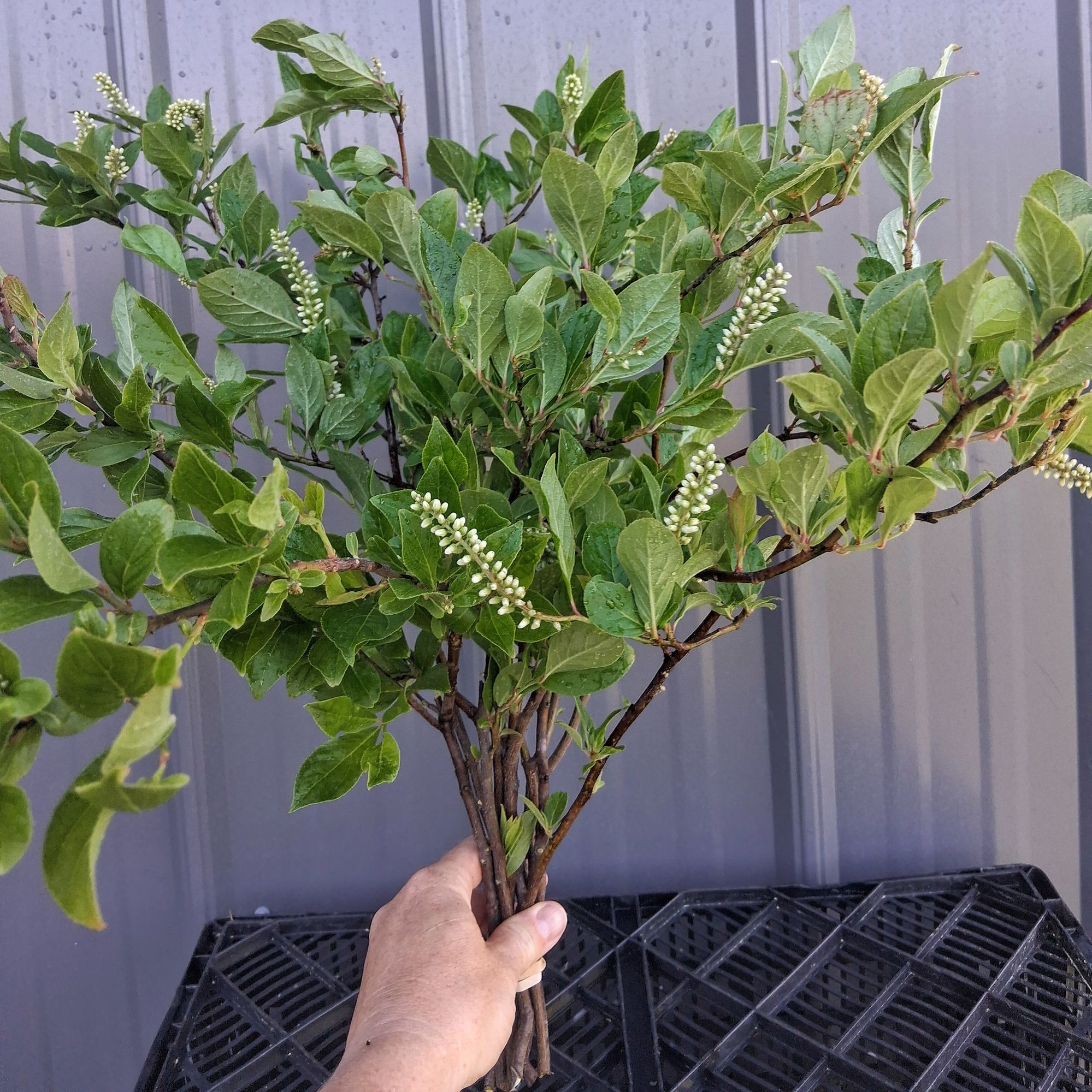 ITEA virginica