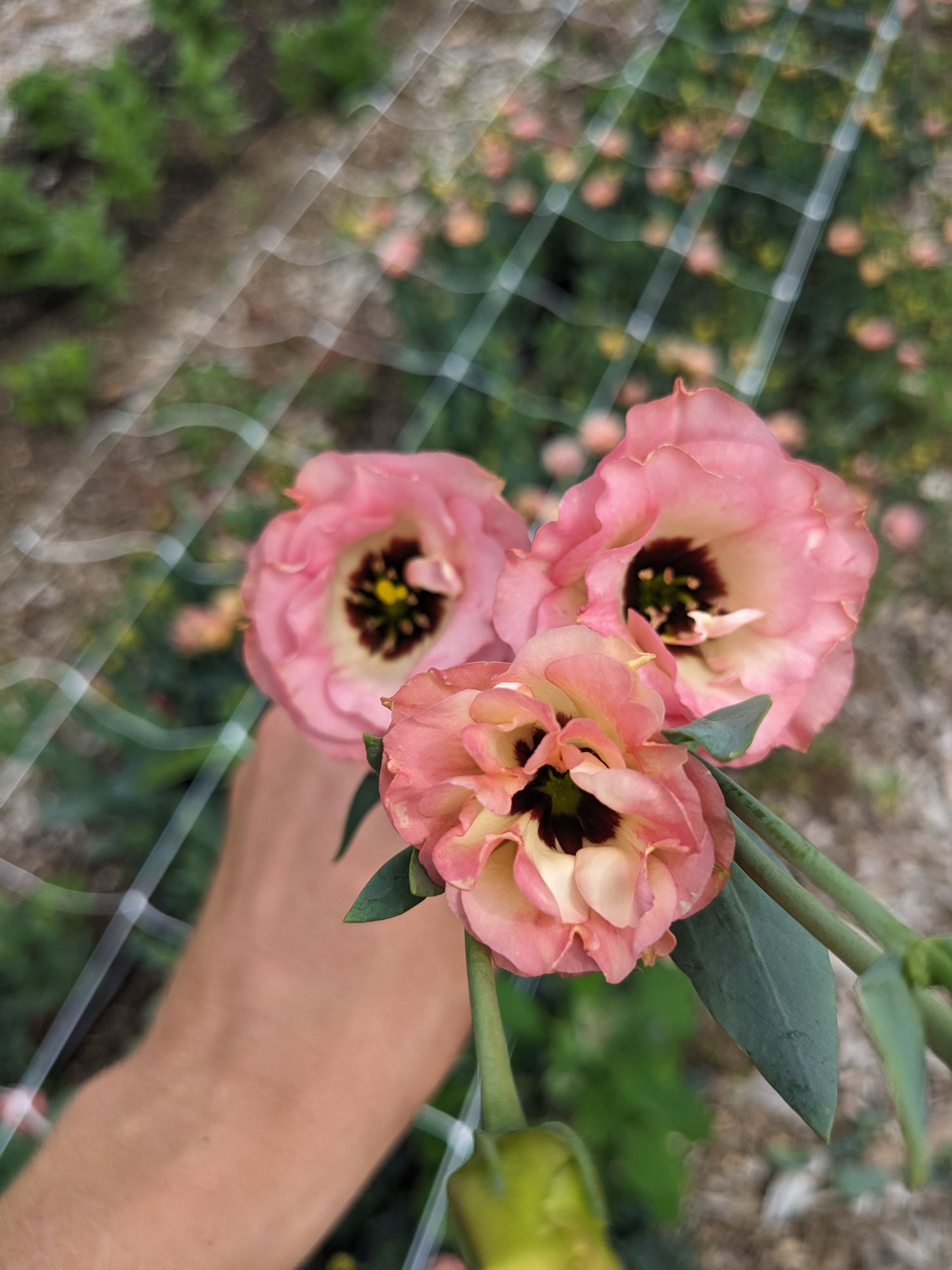 EUSTOMA grandiflorum Little Summer 1 Orange
