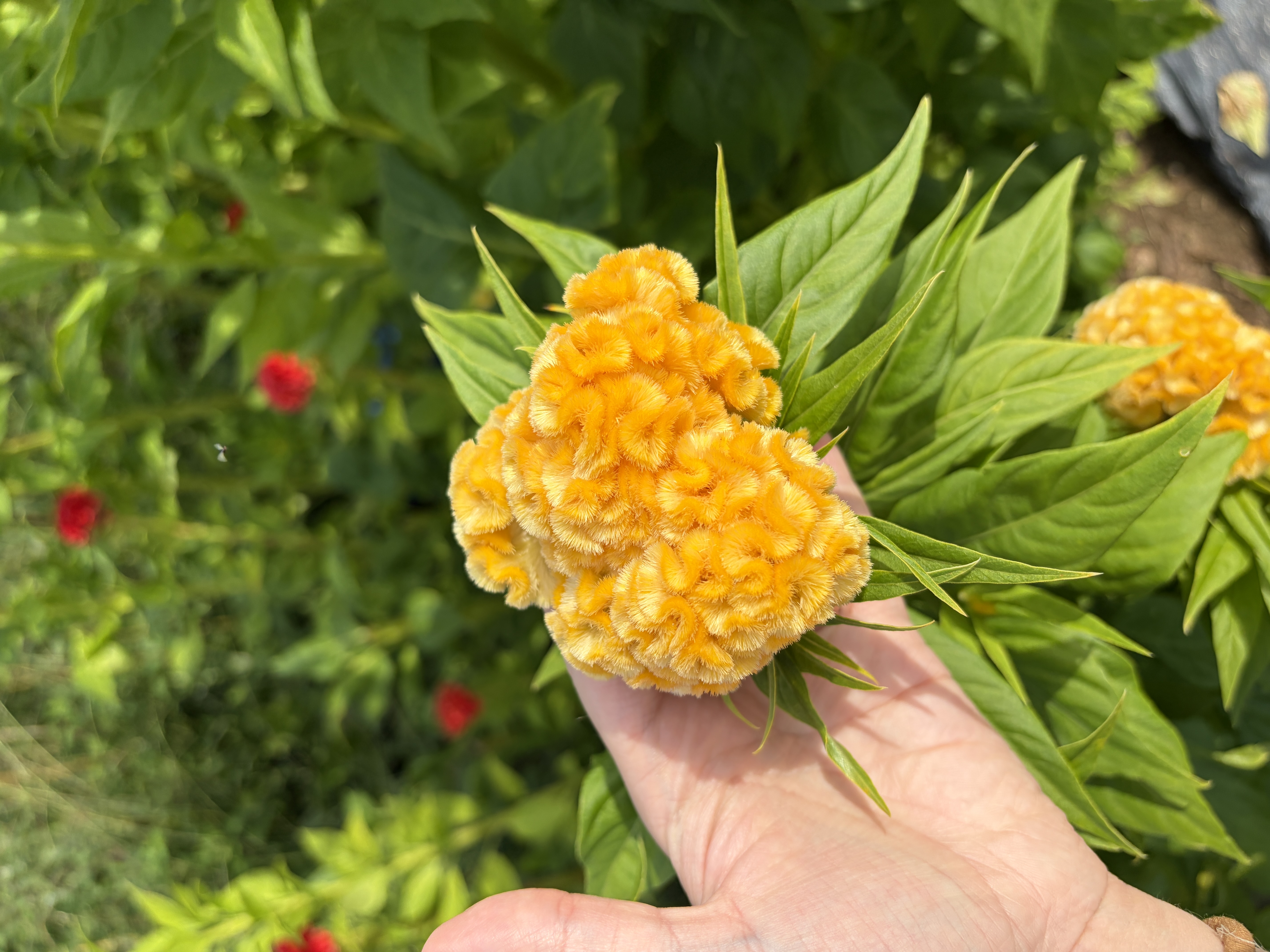 CELOSIA argentea var. cristata Chief Gold