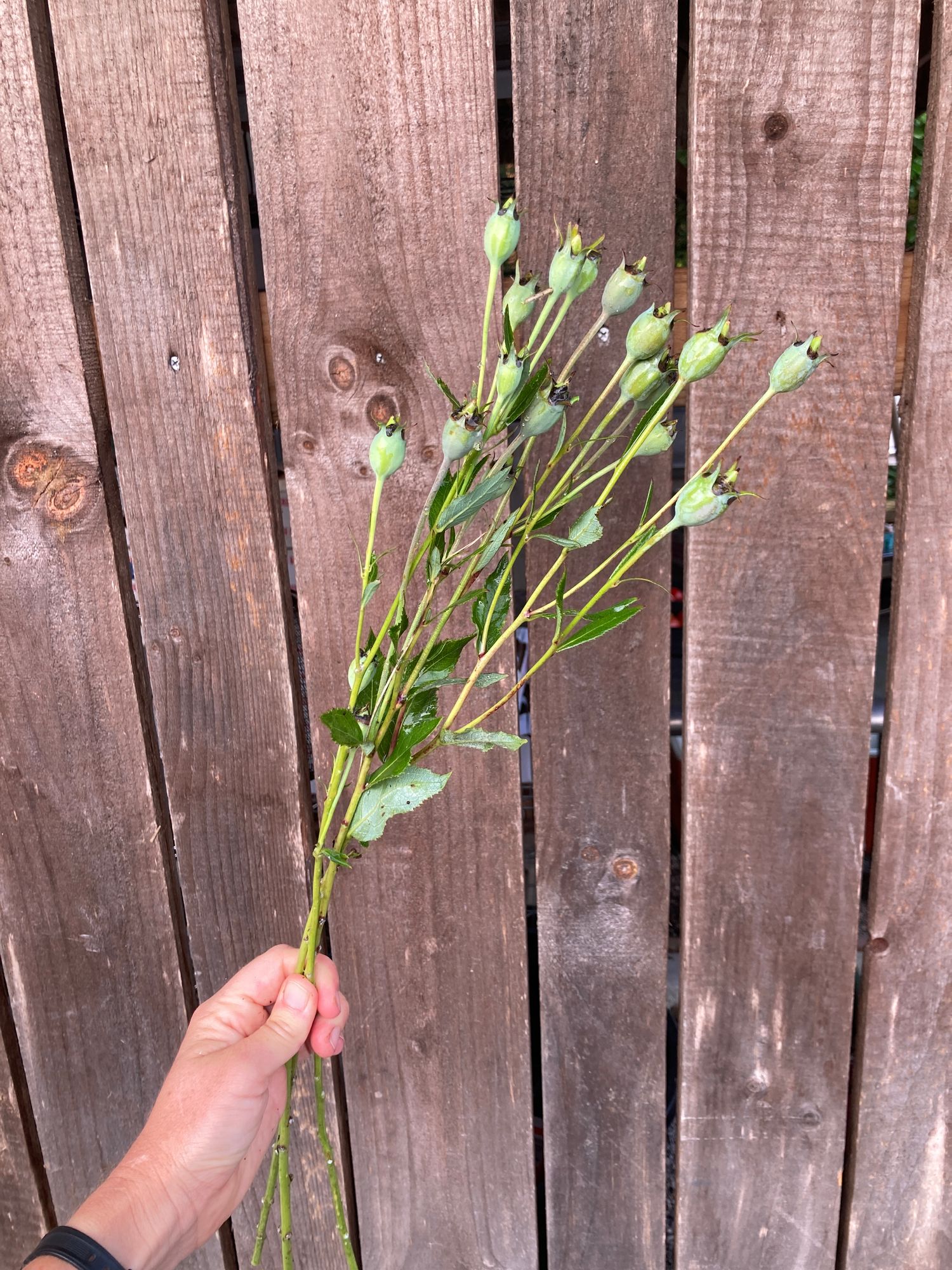 PLATYCODON grandiflorus apoyama