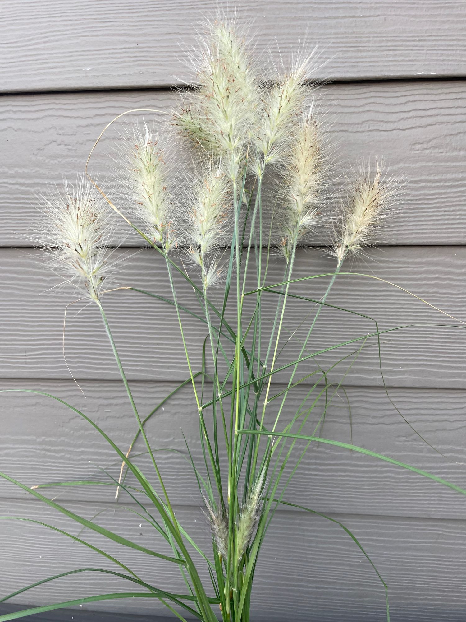 PENNISETUM villosum Feather Top