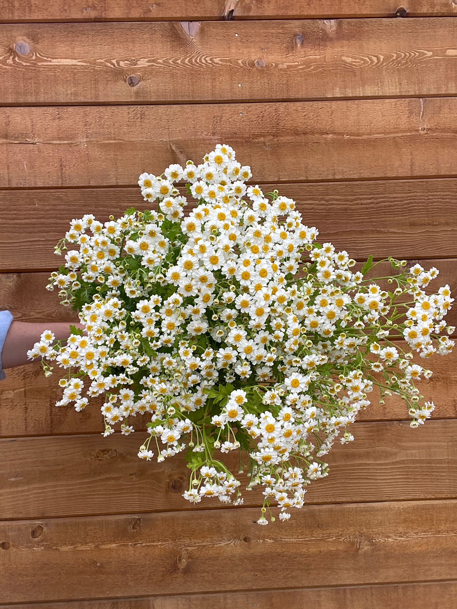 TANACETUM parthenium Magic Single