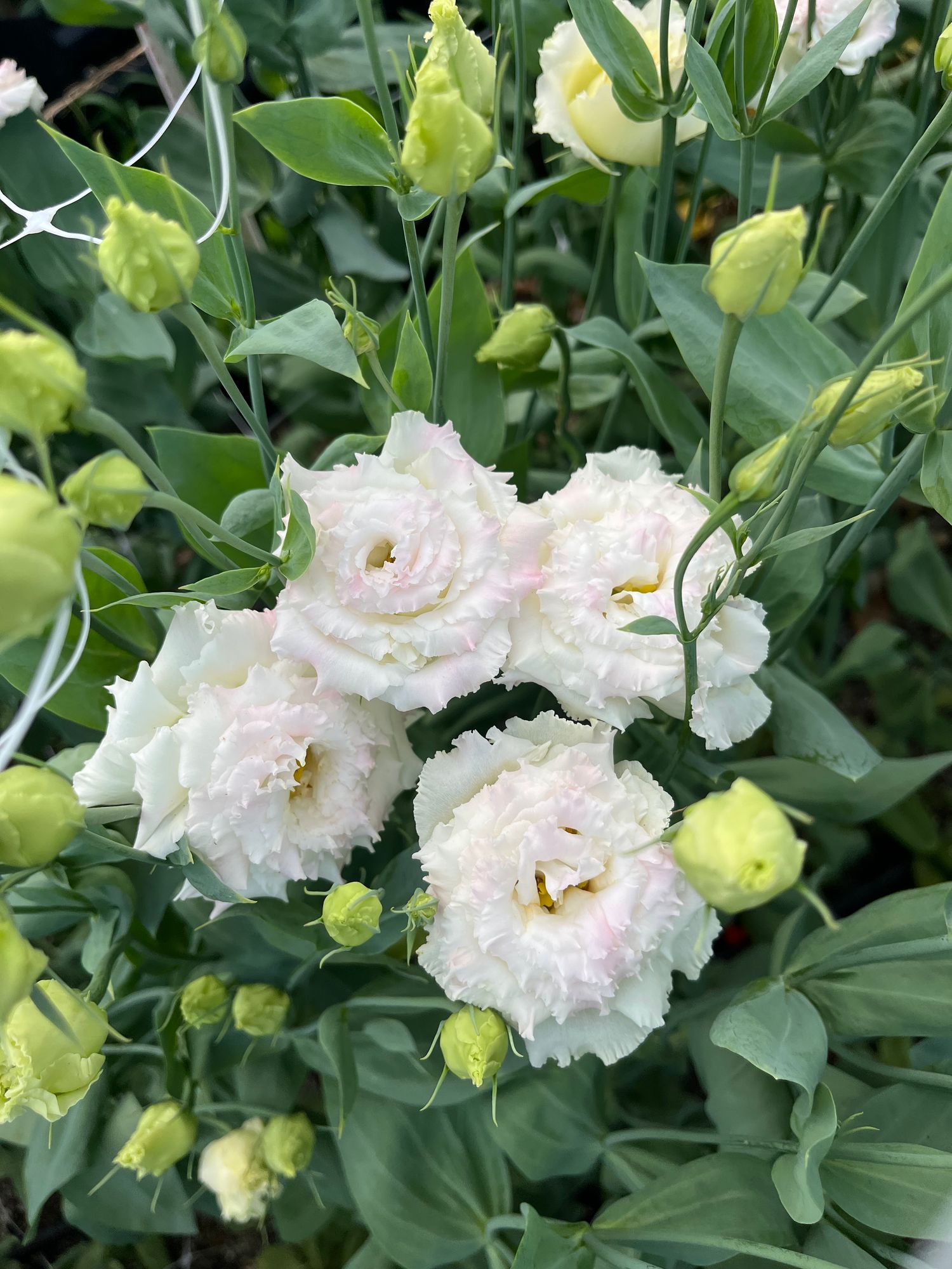 EUSTOMA grandiflorum