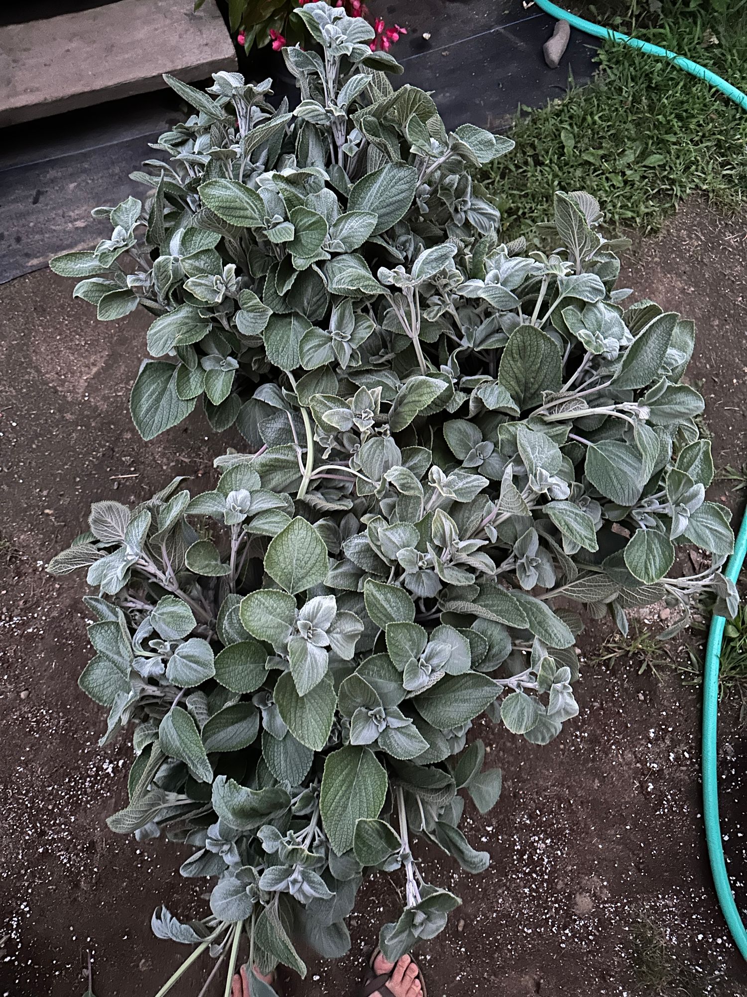 PLECTRANTHUS argentatus