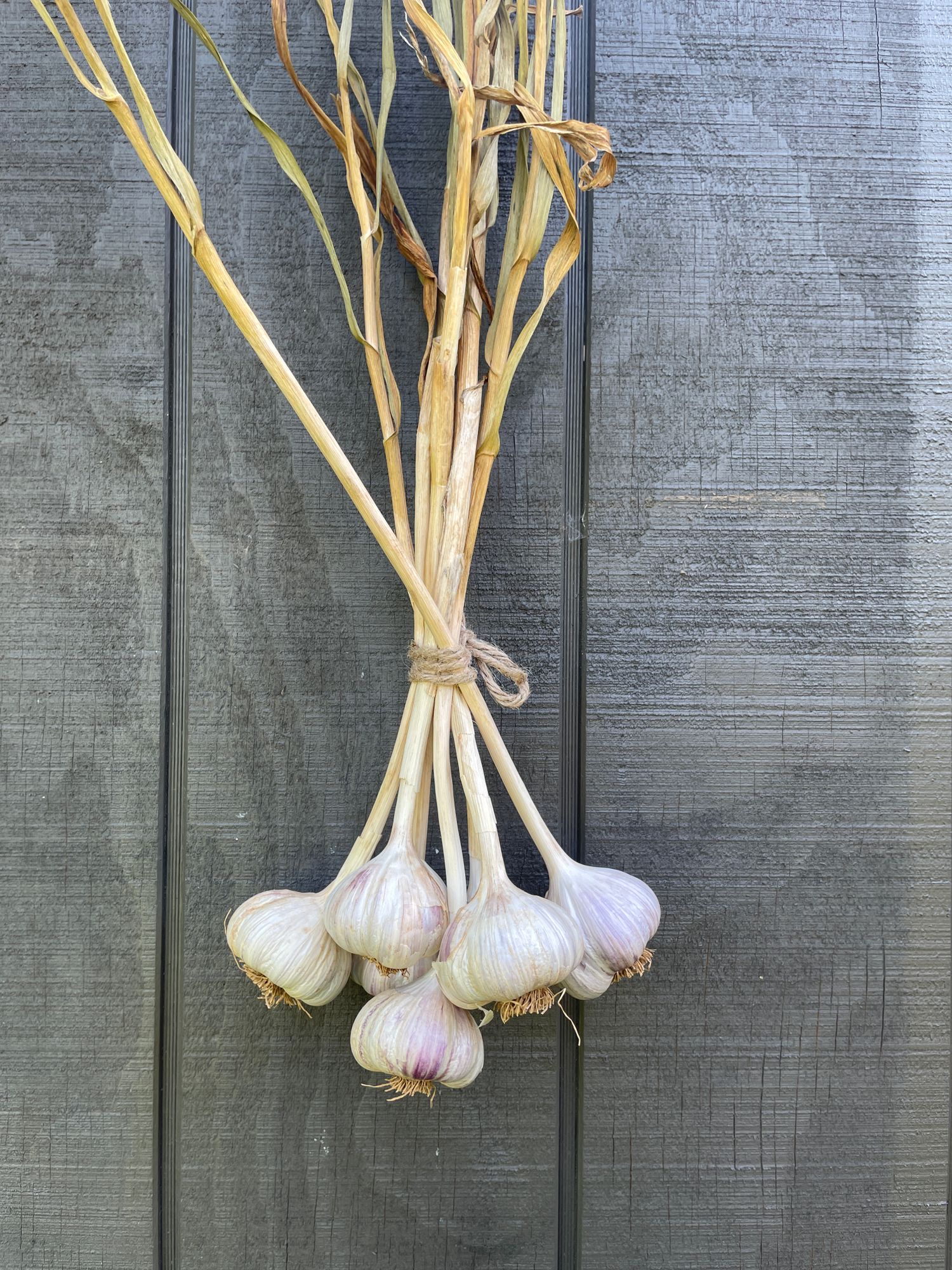 Heirloom Garlic 'Purple Glazer'