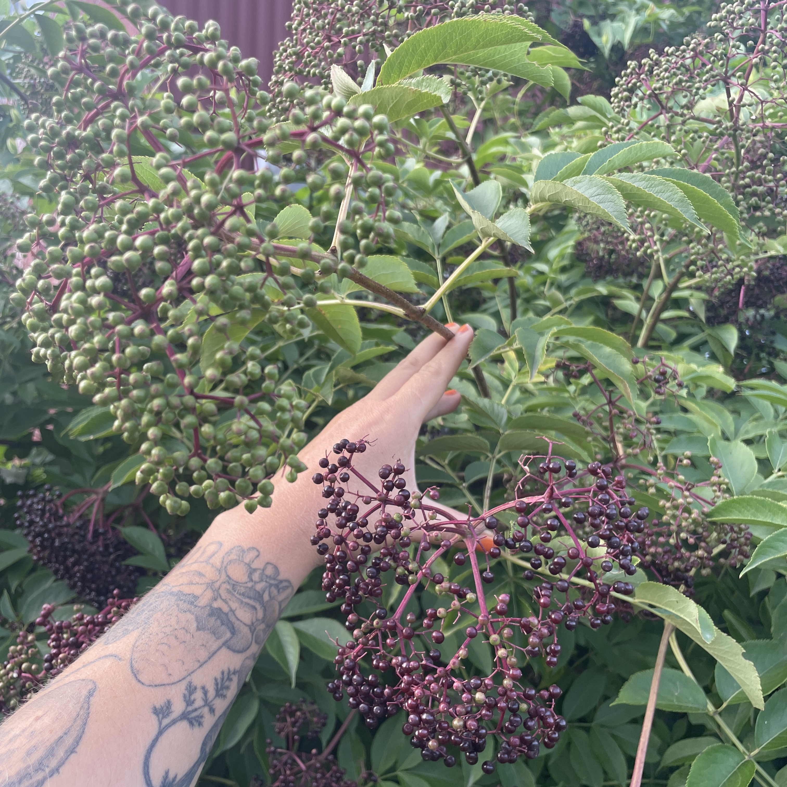 SAMBUCUS nigra