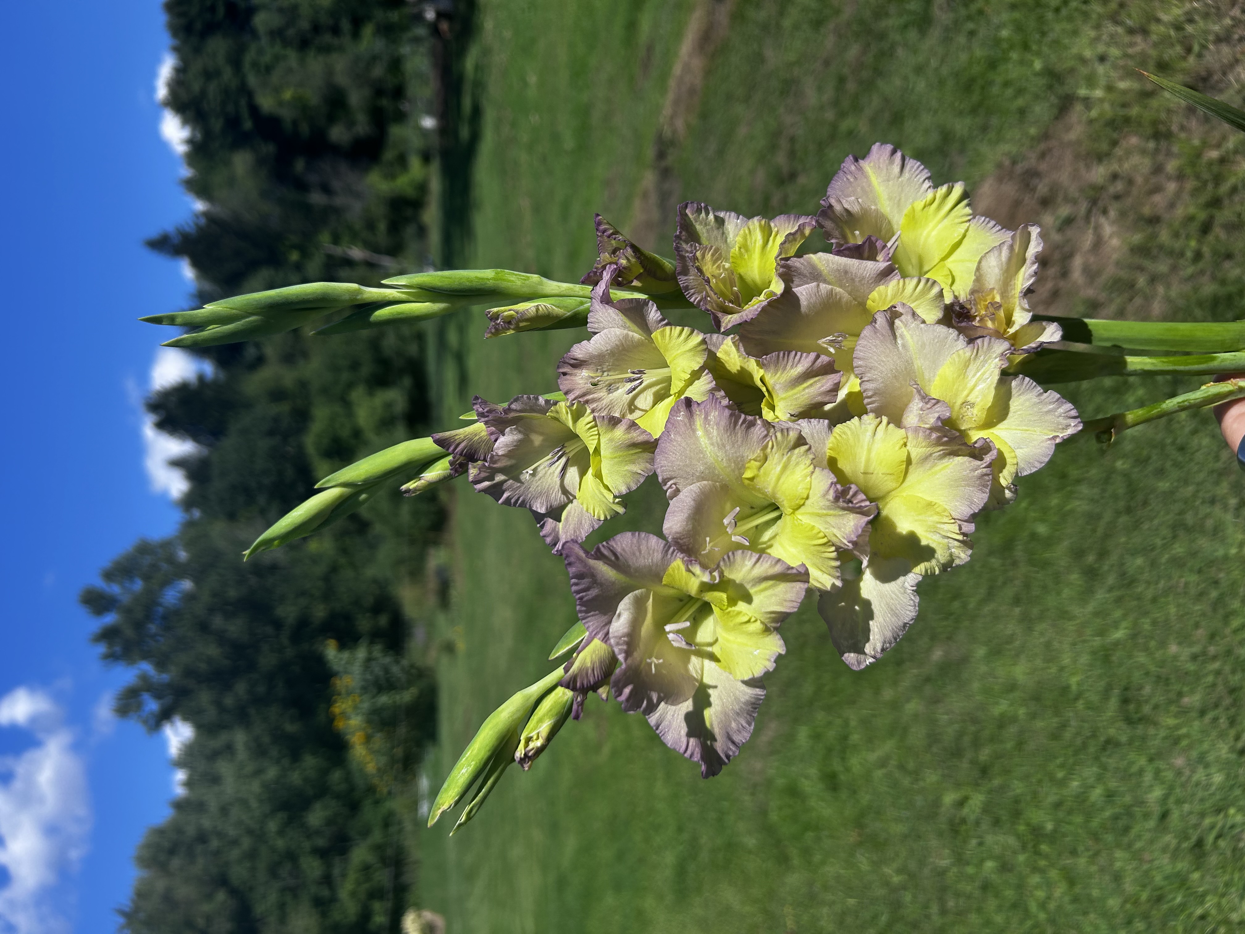 GLADIOLUS Moonlight Shadow
