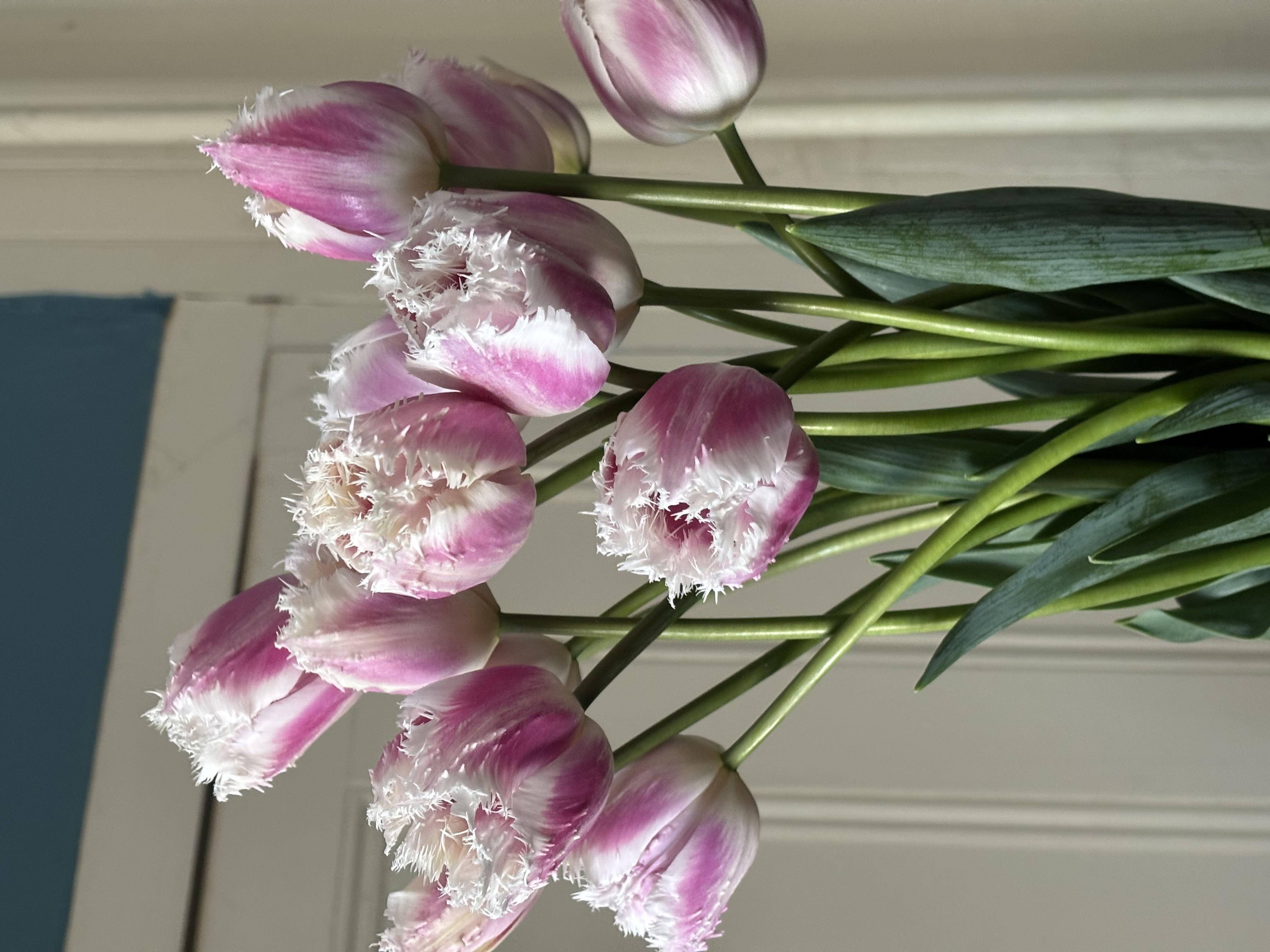 TULIPA Hawaii