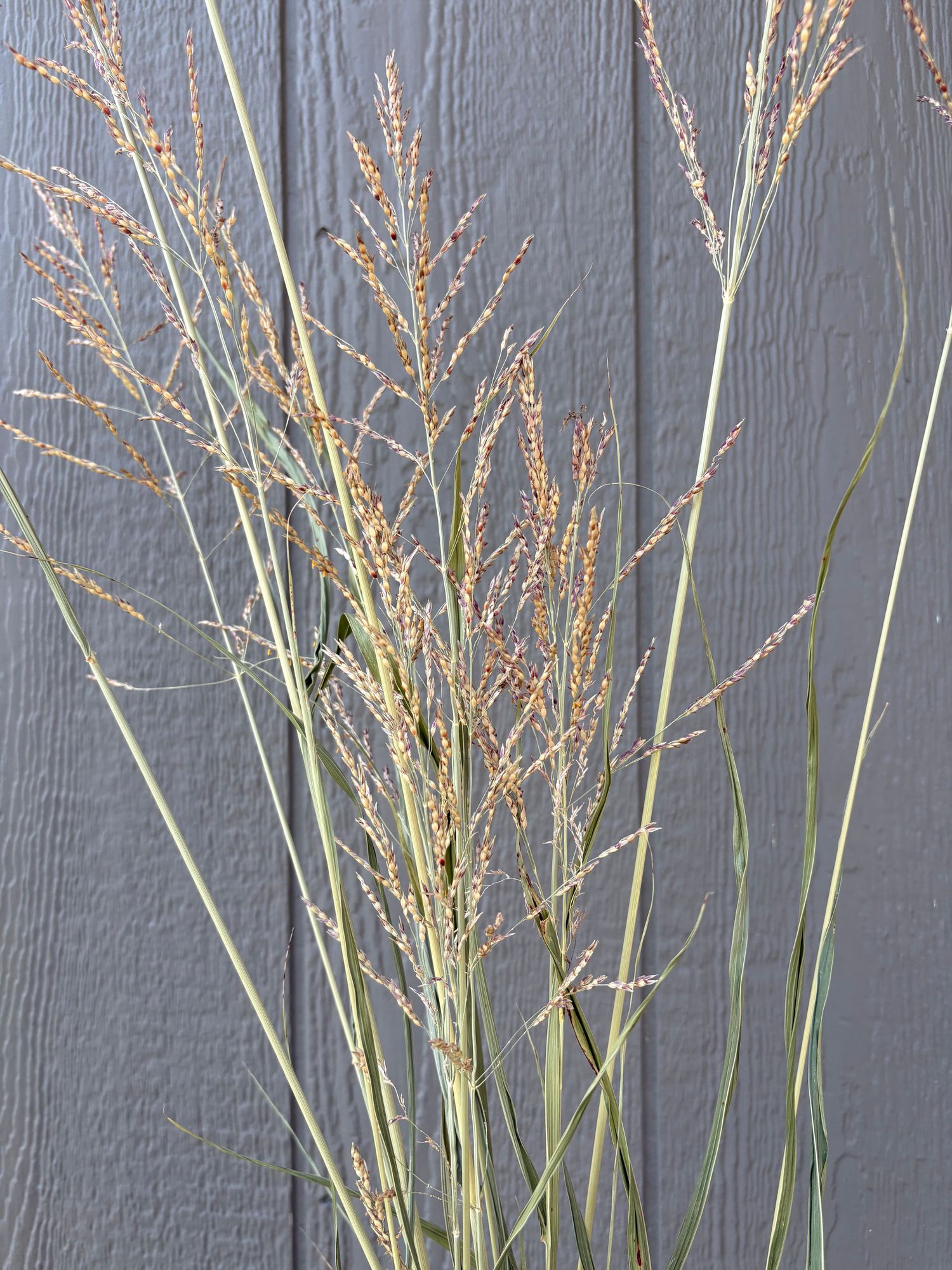 ORNAMENTAL GRASS