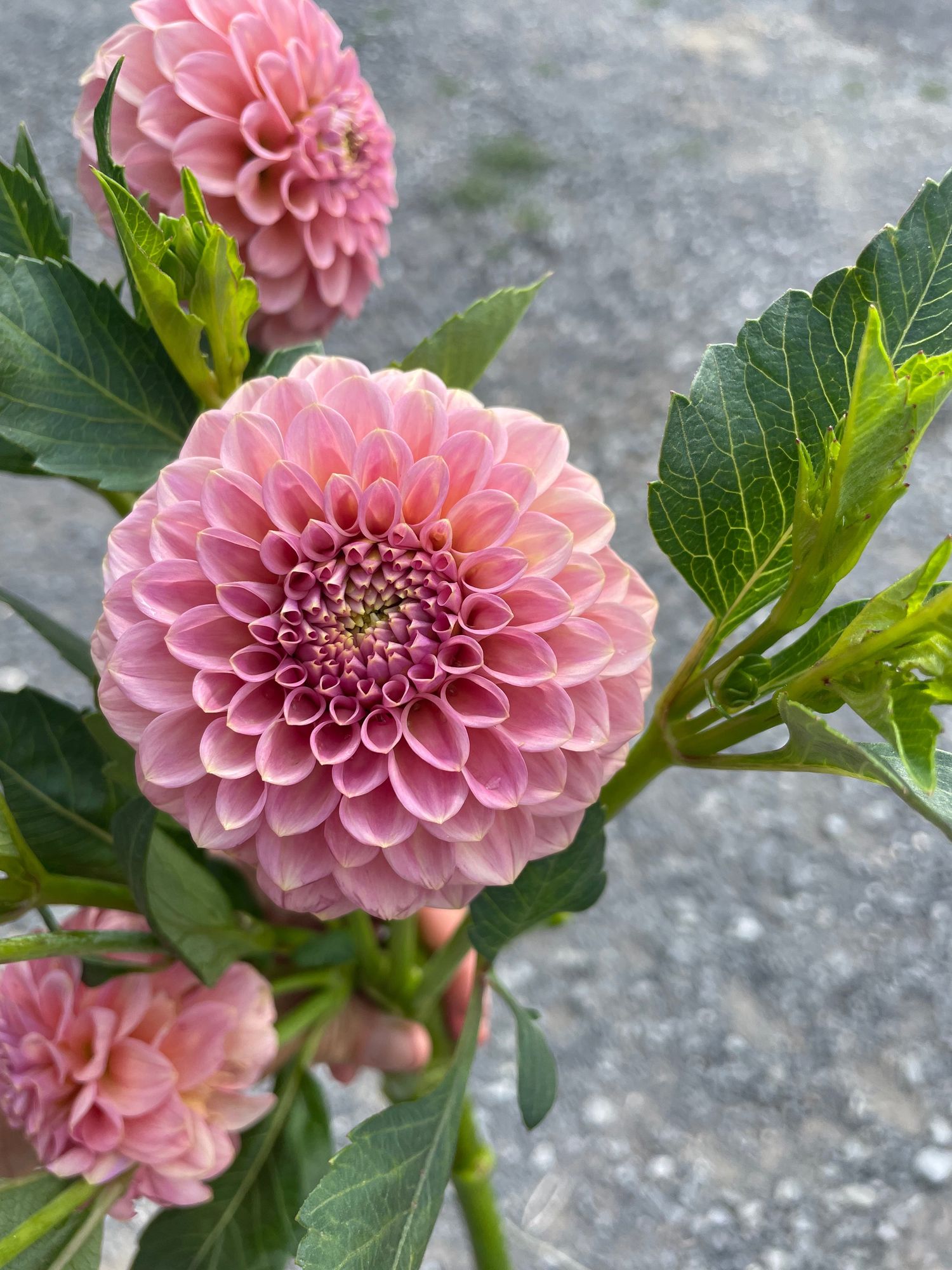 DAHLIA Rock Run Ashley
