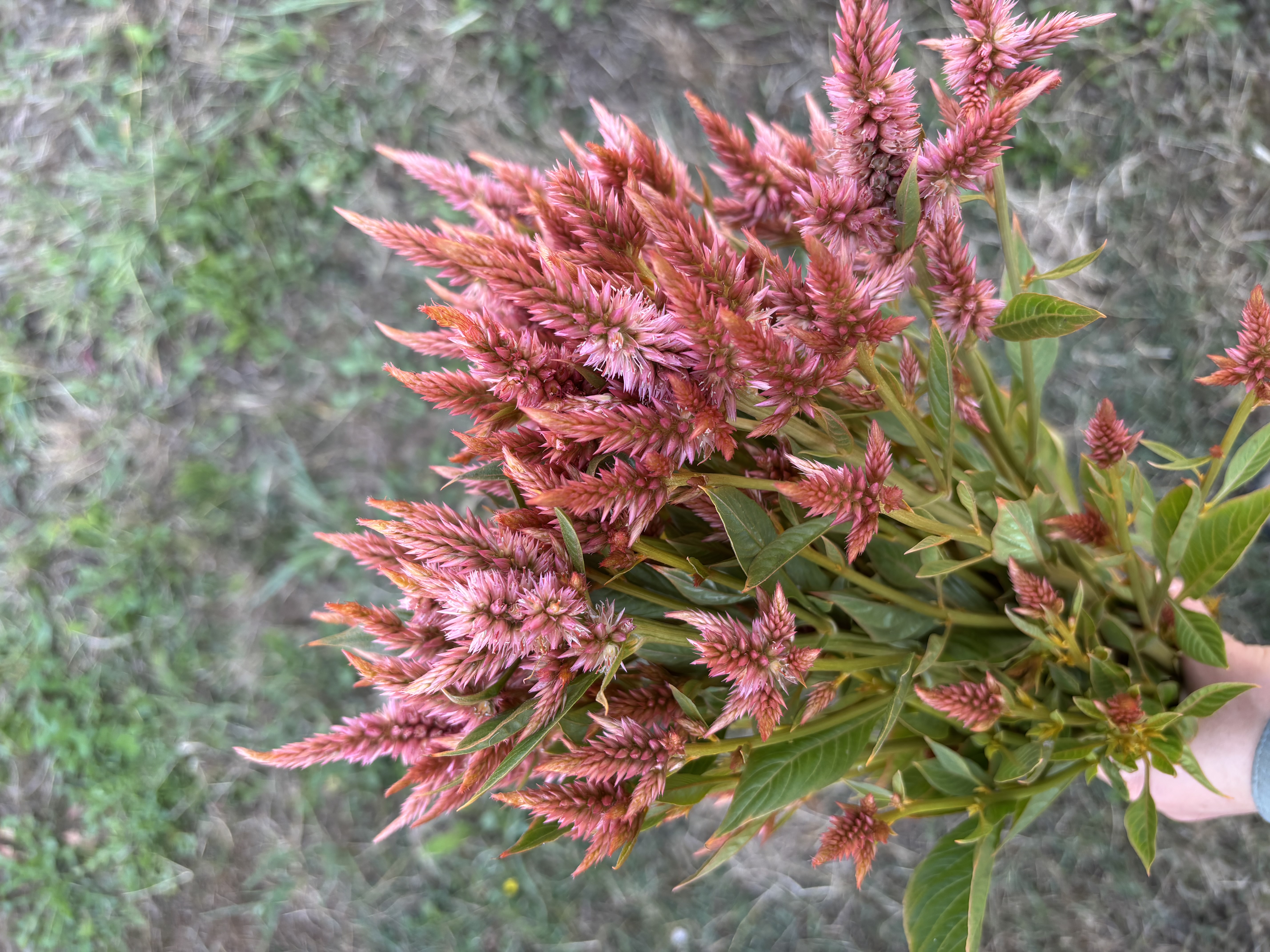 CELOSIA argentea spicata Celway Terracotta