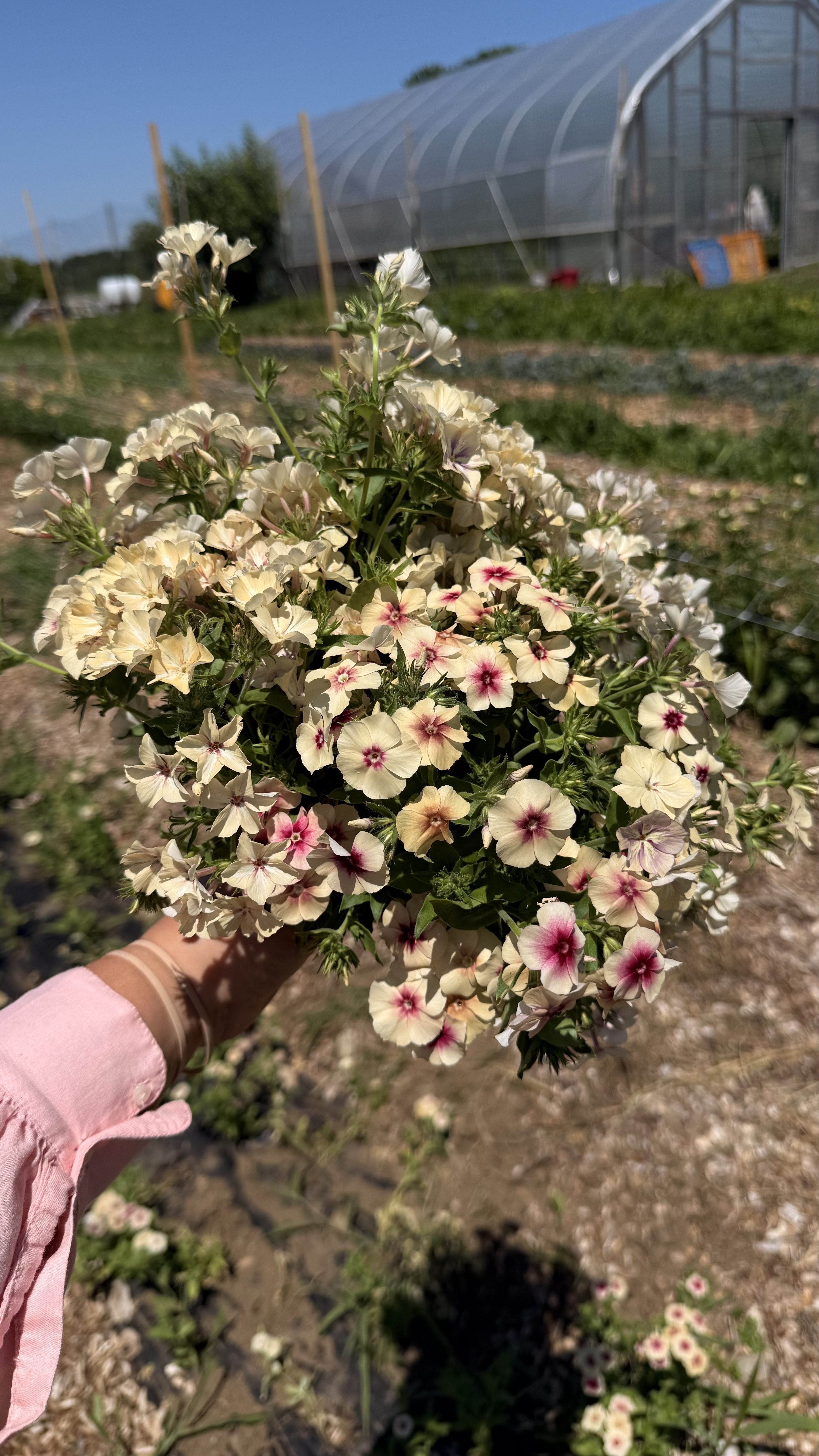 PHLOX drummondii Cherry Caramel