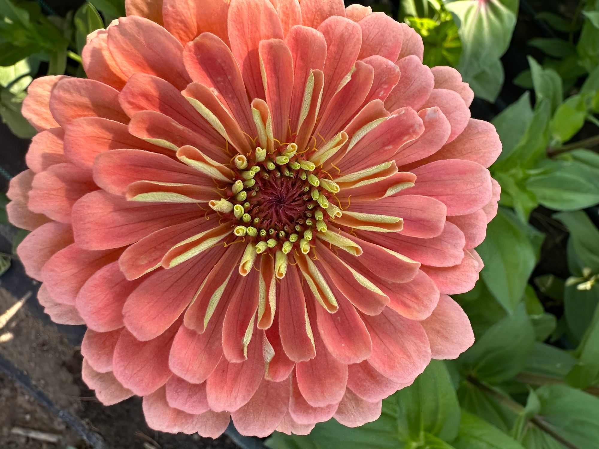 ZINNIA elegans Benarys Giant Salmon Rose