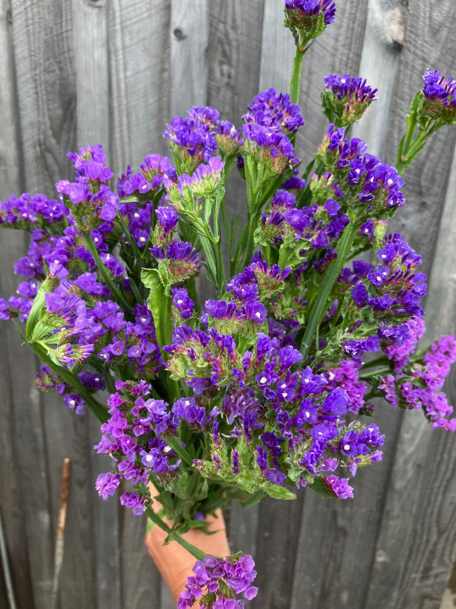 LIMONIUM sinuatum Seeker