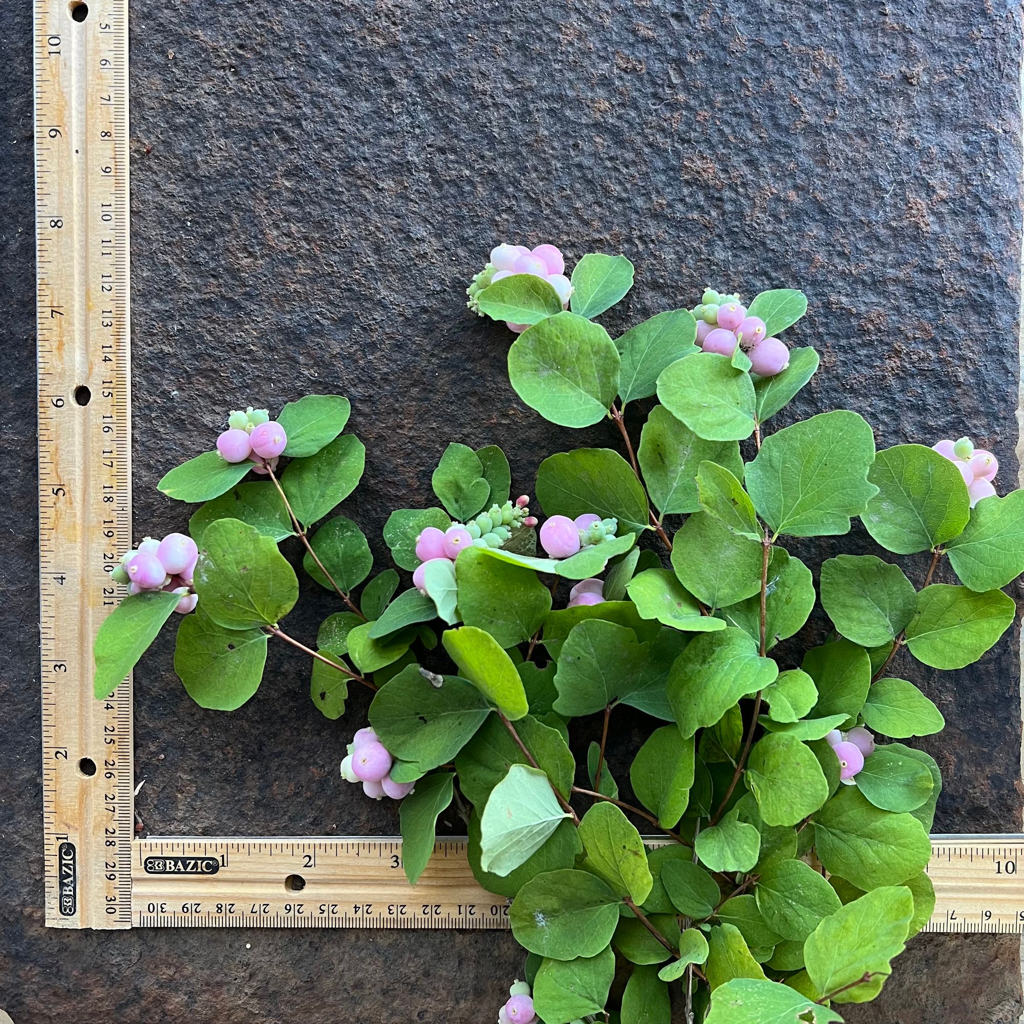 SYMPHORICARPOS albus