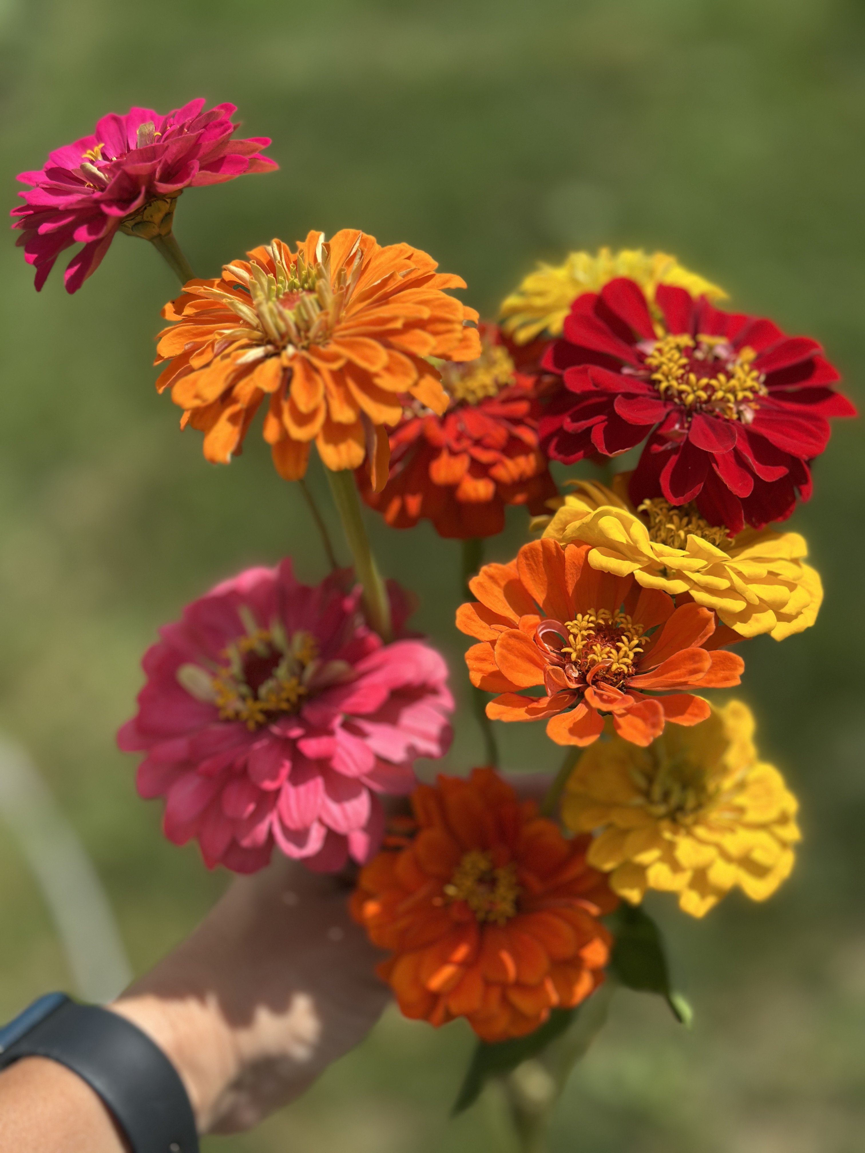 ZINNIA elegans Benary's Giant