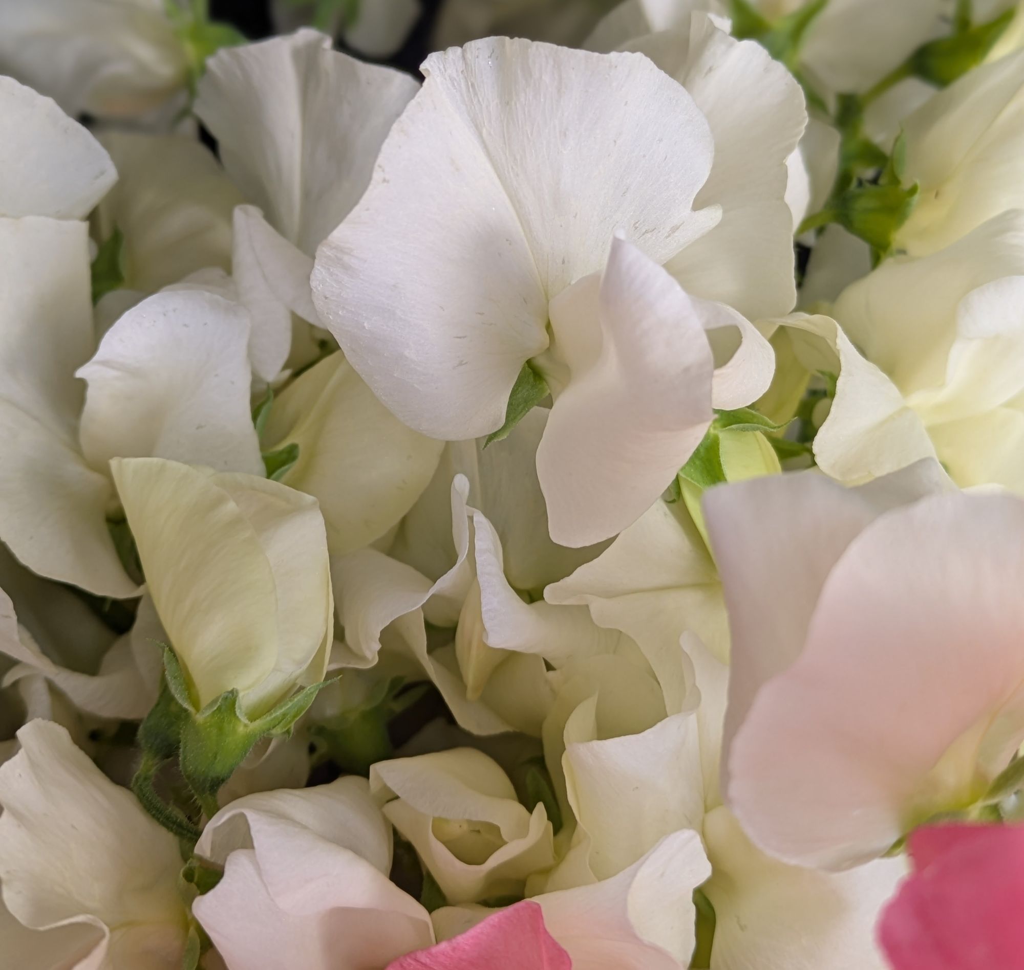 LATHYRUS odoratus Spring Sunshine White